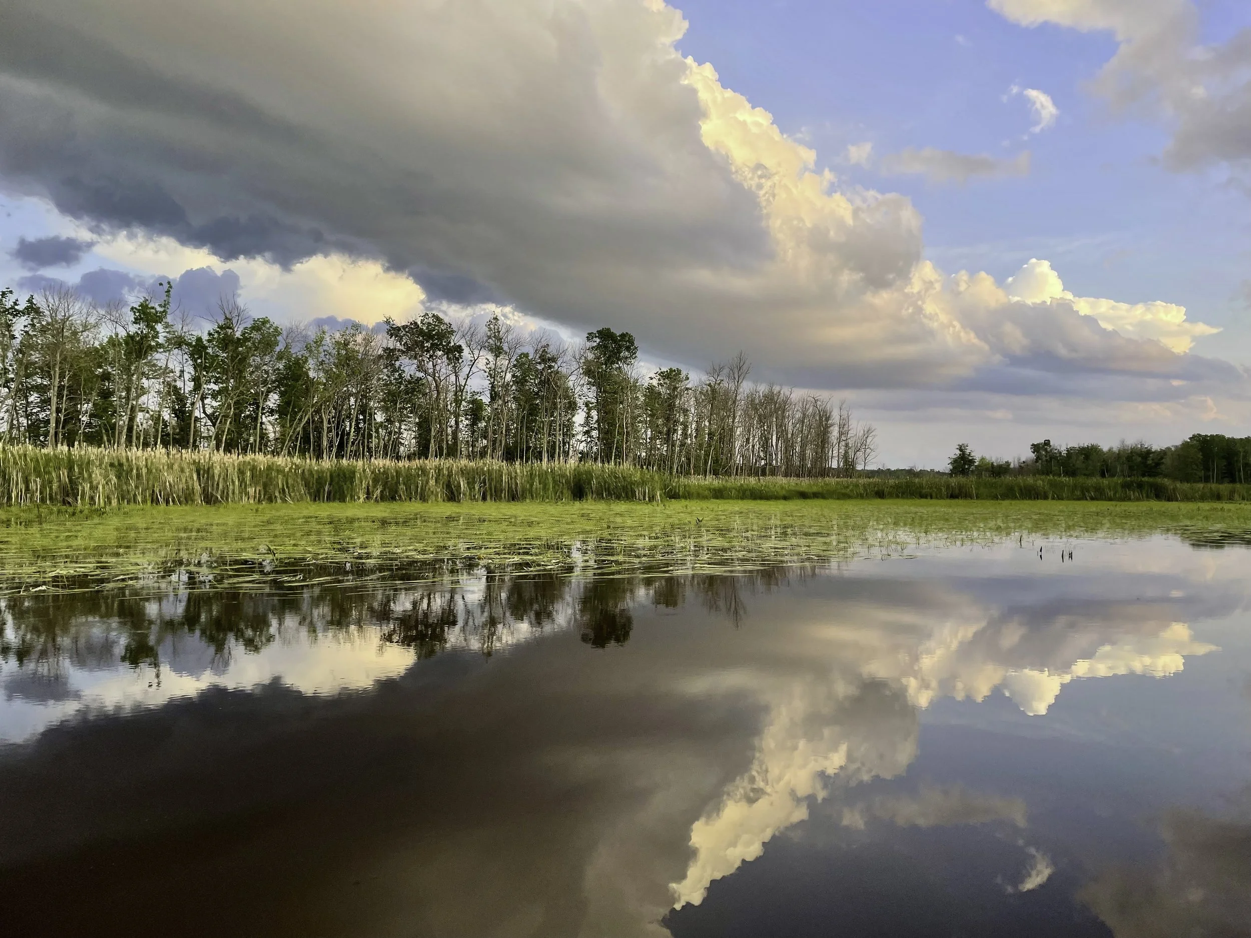 Golden hour in the Kakagon Sloughs on the Bad River Band's land near Lake Superior.