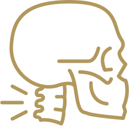 Side view of a human skull