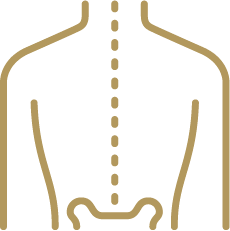 Outline of a human torso showing the back with a dashed line dividing the spine.