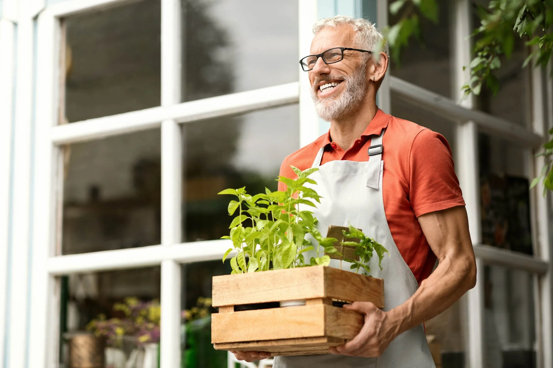 An elderly man with glasses and a beard wearing a red shirt and a white apron, holding a wooden crate filled with green plants, smiling outdoors near a greenhouse or garden.
