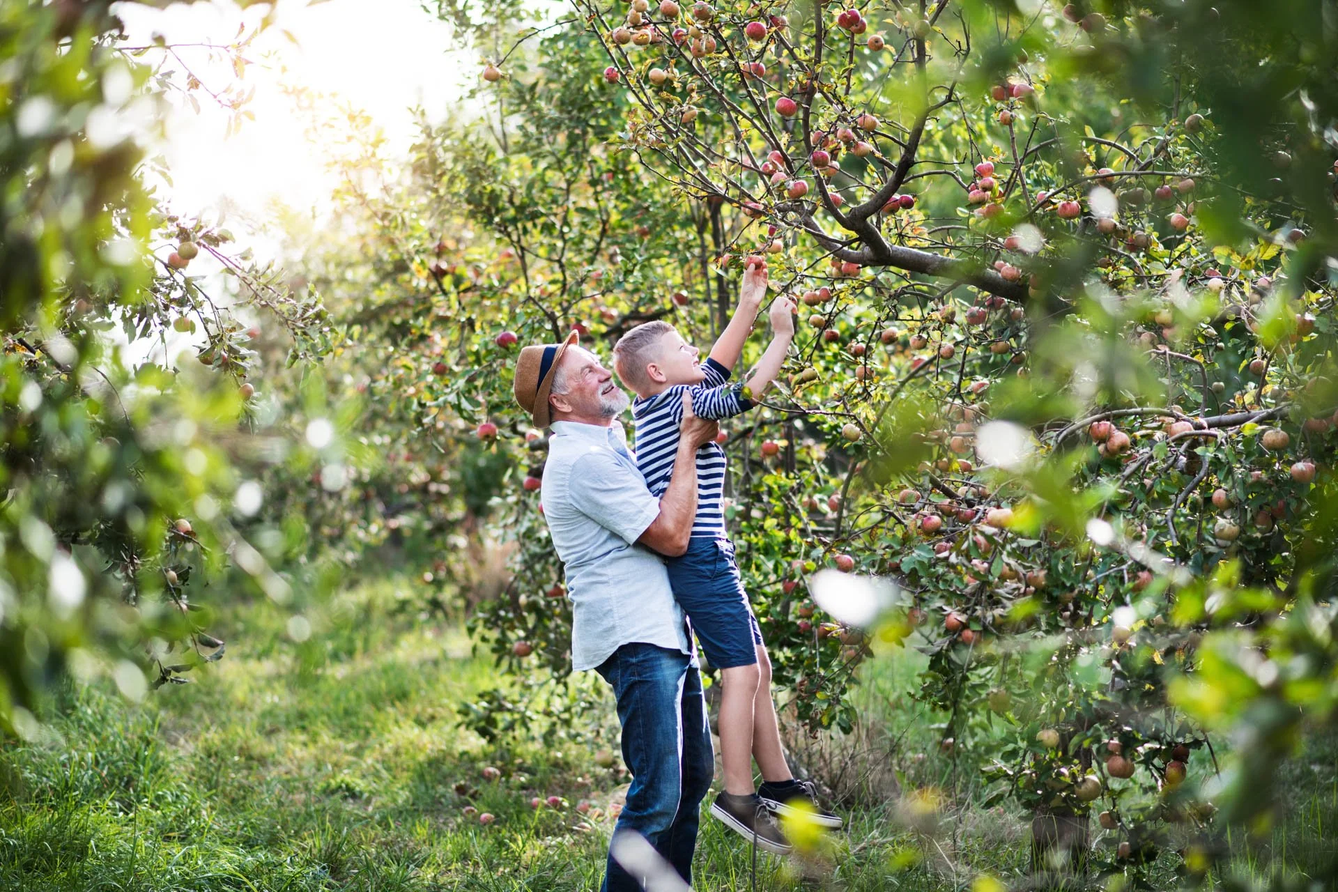 An elderly man picking apples with a young boy in an orchard during late afternoon or early evening.