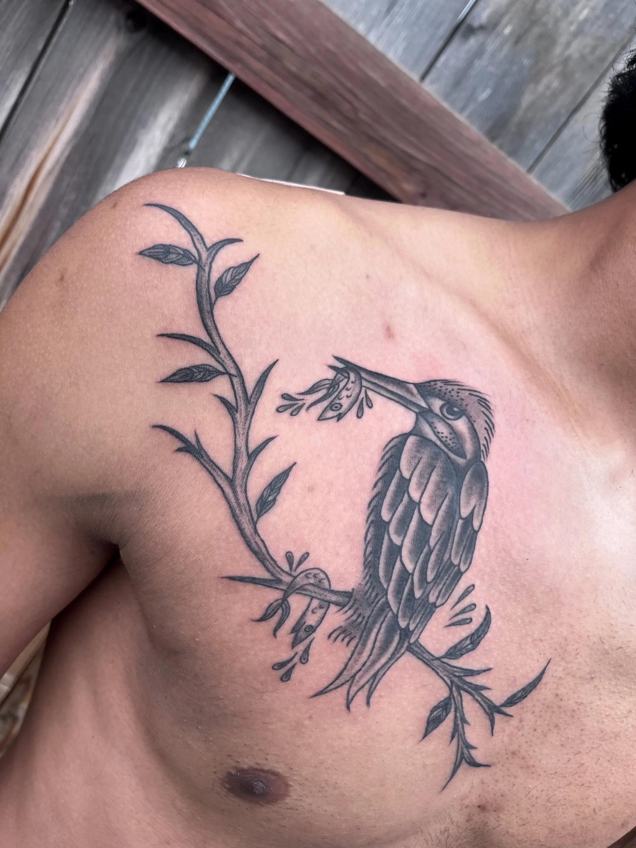 King fisher bird by @laylaasart