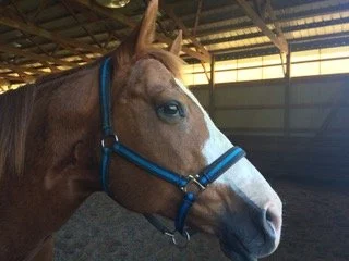Close-up of a horse with a blue halter inside a stable.
