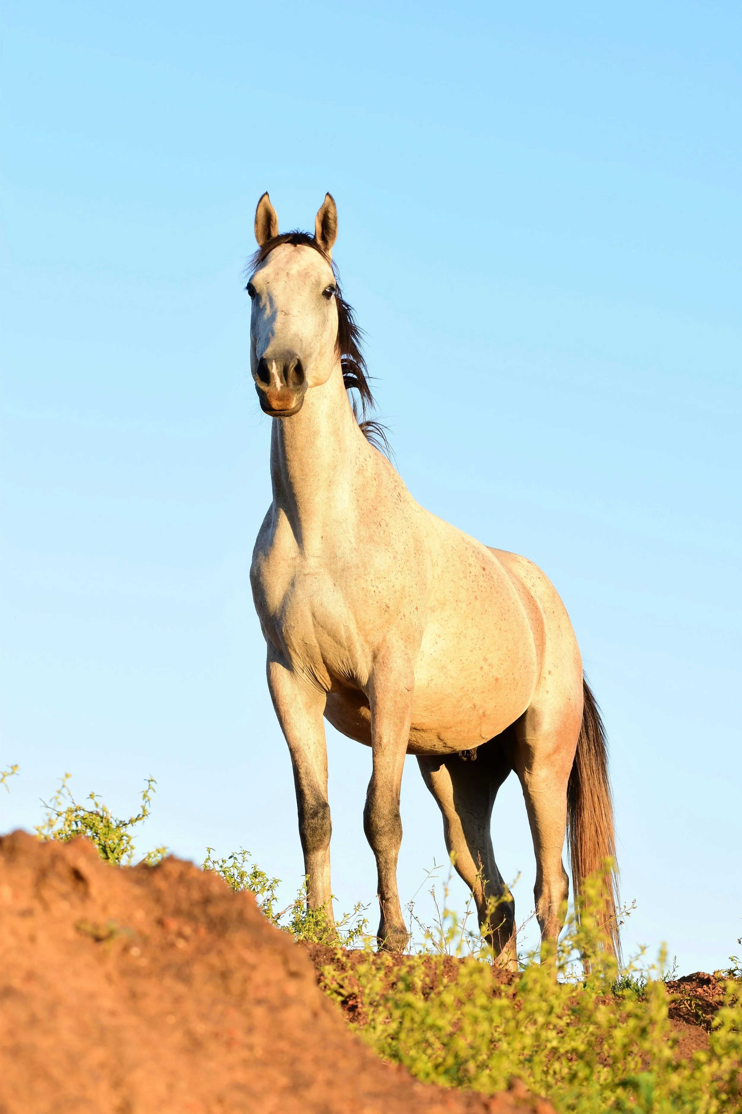 Therapy horse equine assisted psychotherapy Oregon Wisconsin near Madison Wisconsin