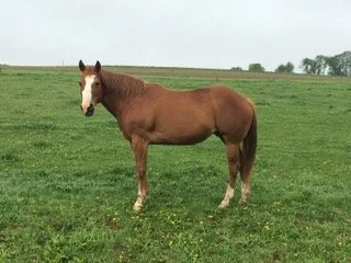 A brown horse standing in a grassy field under a cloudy sky.