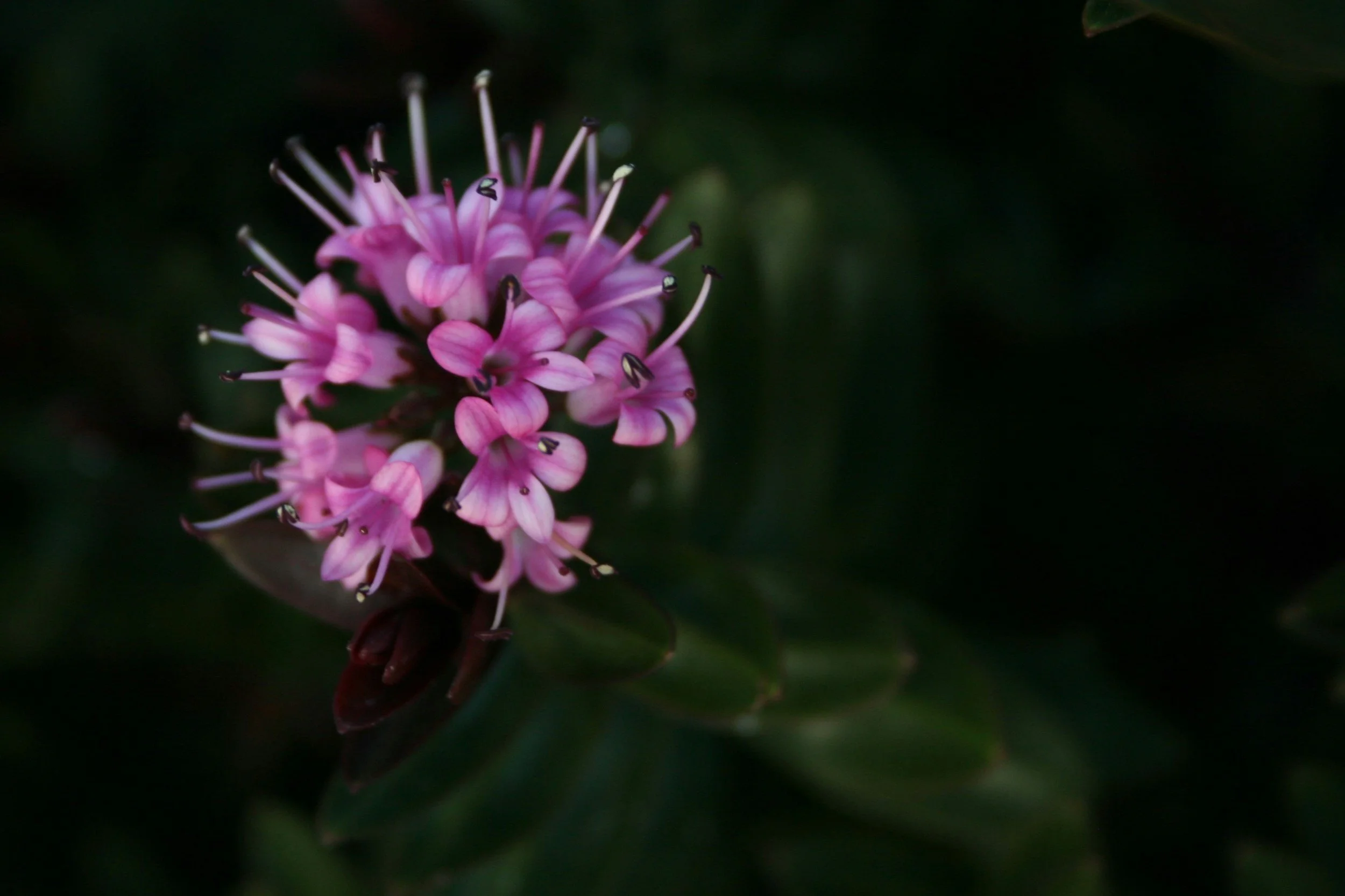 Best Native Plants for Auckland Gardens