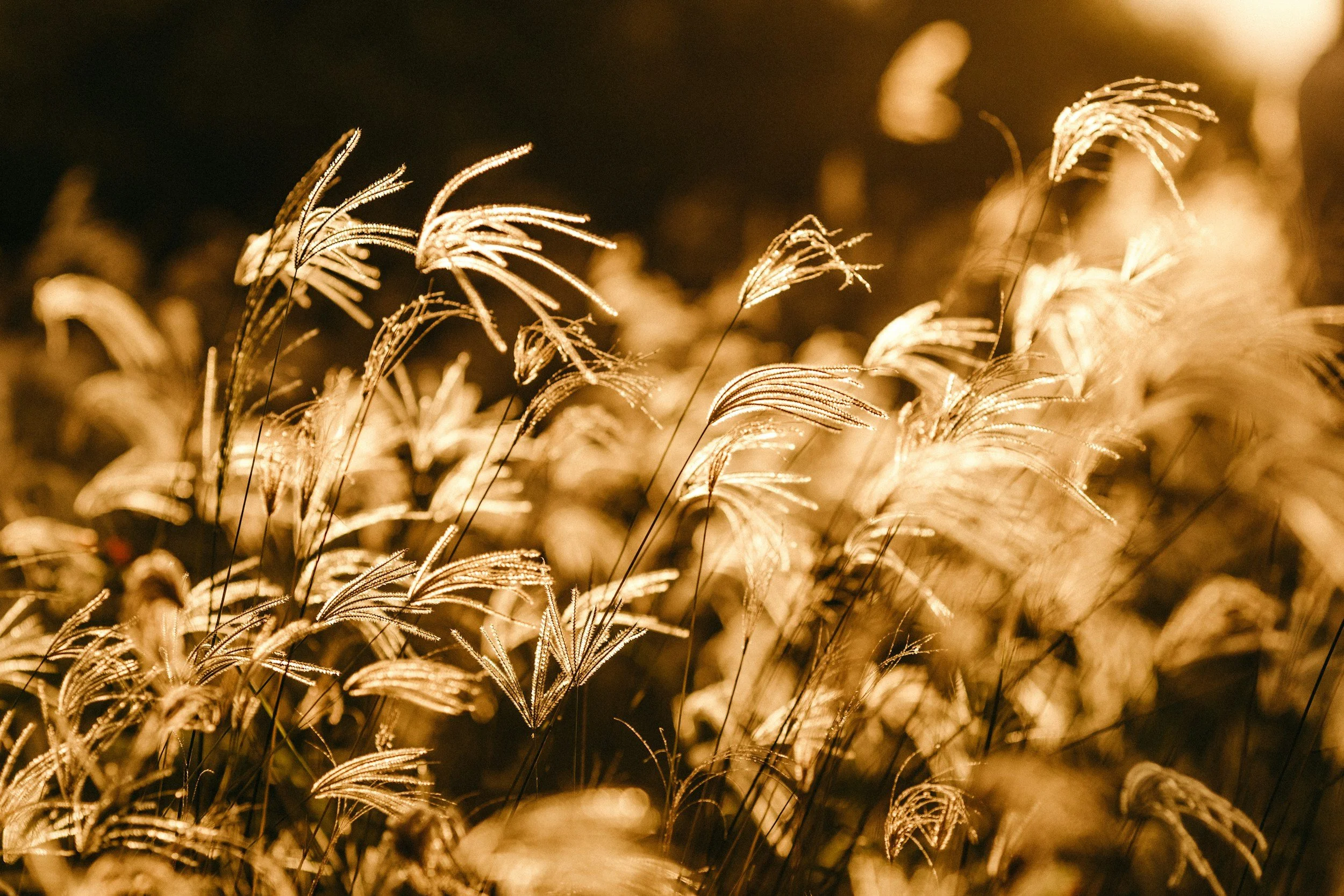 Dealing with Windy Garden Conditions