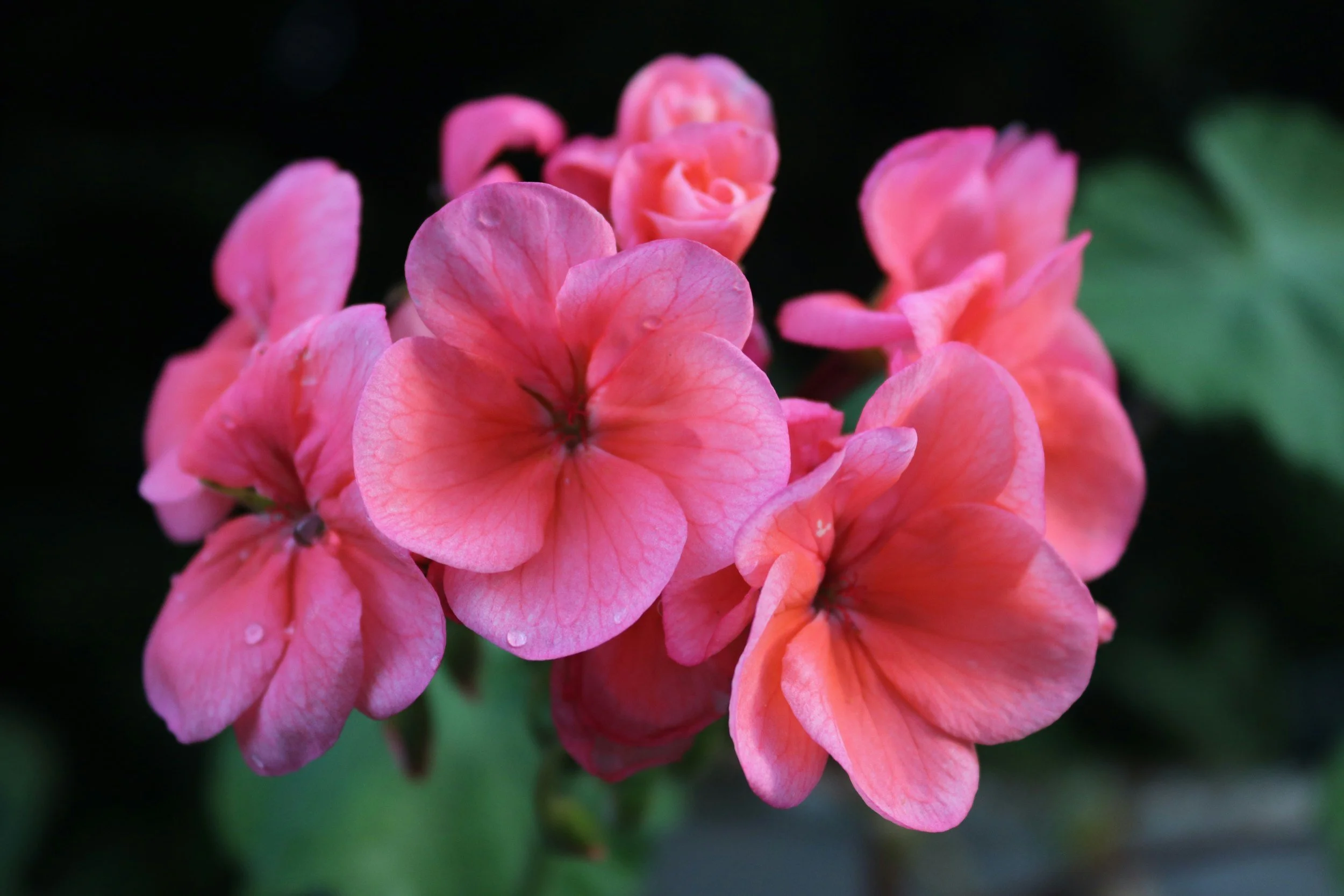 Wellington Wind-Resistant Gardening Strategies