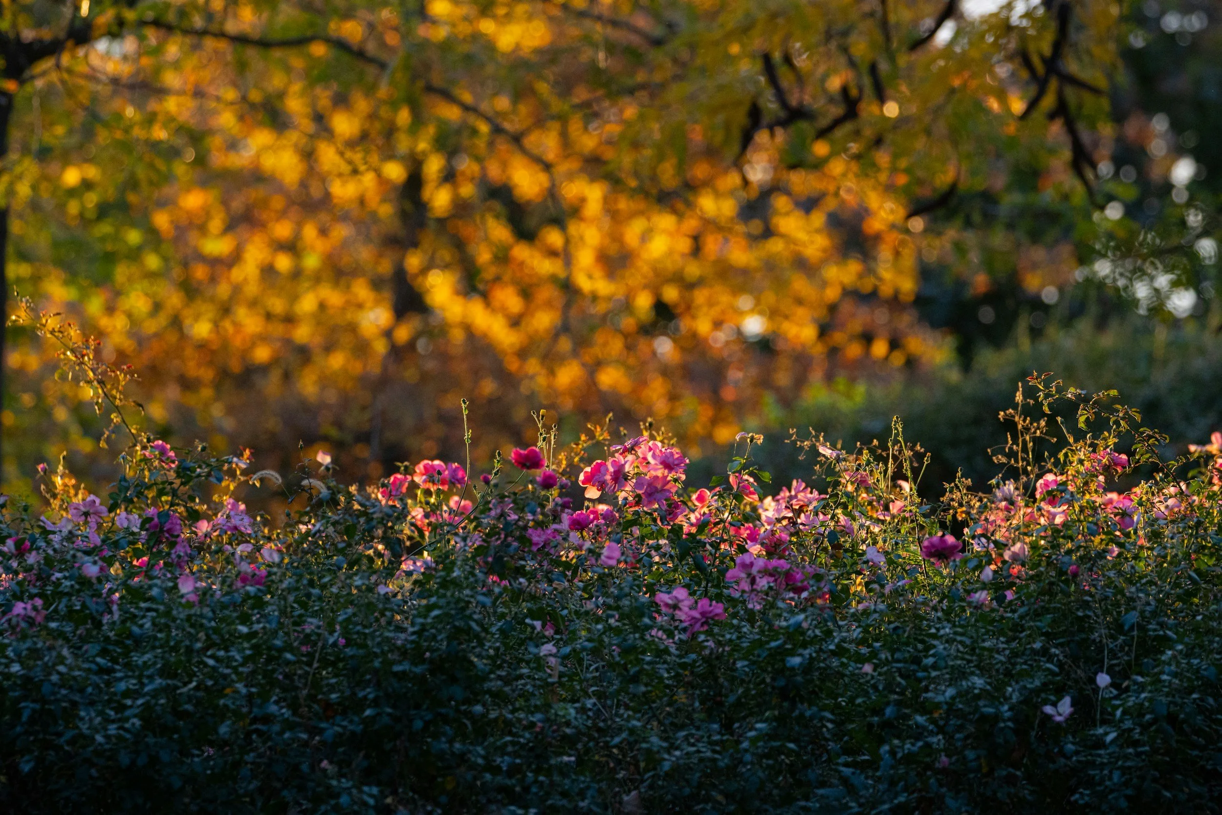 March Garden Tasks: Setting Up for Autumn Success