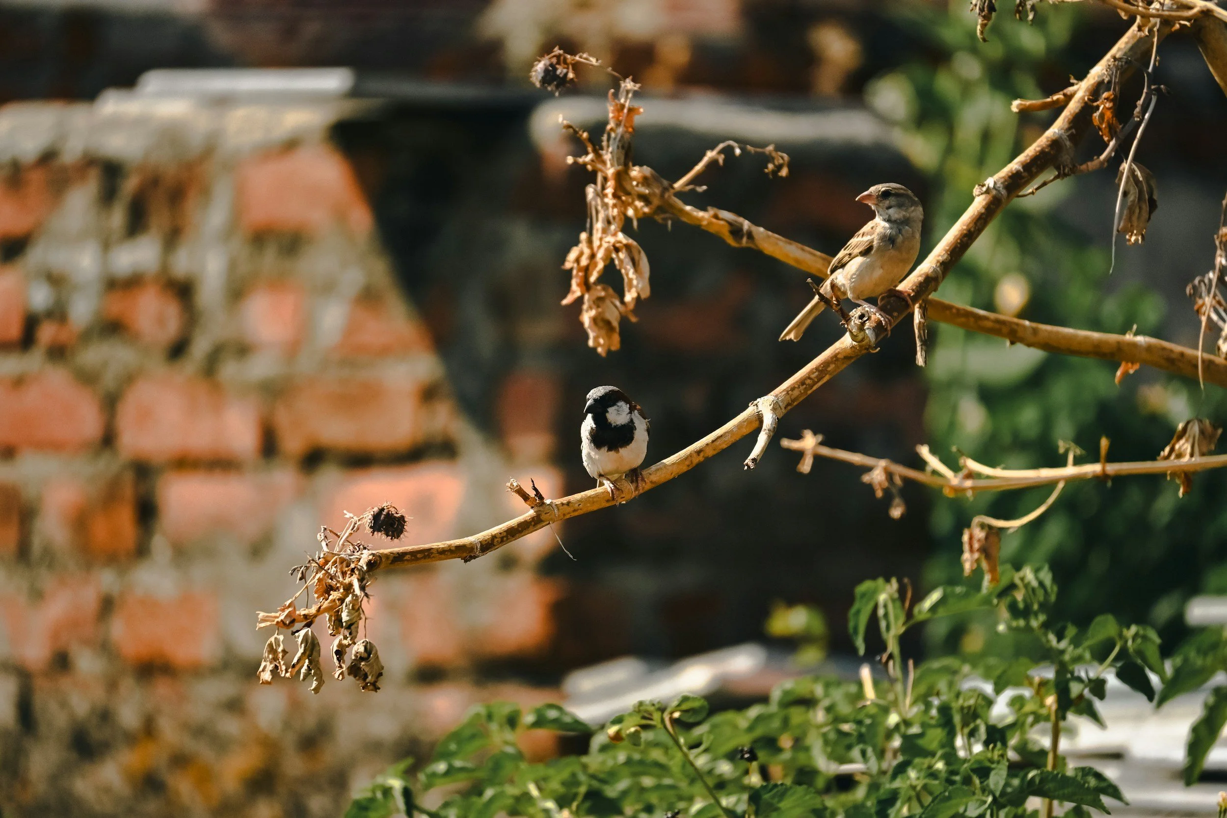 Winter Pruning Guide: What to Cut and When