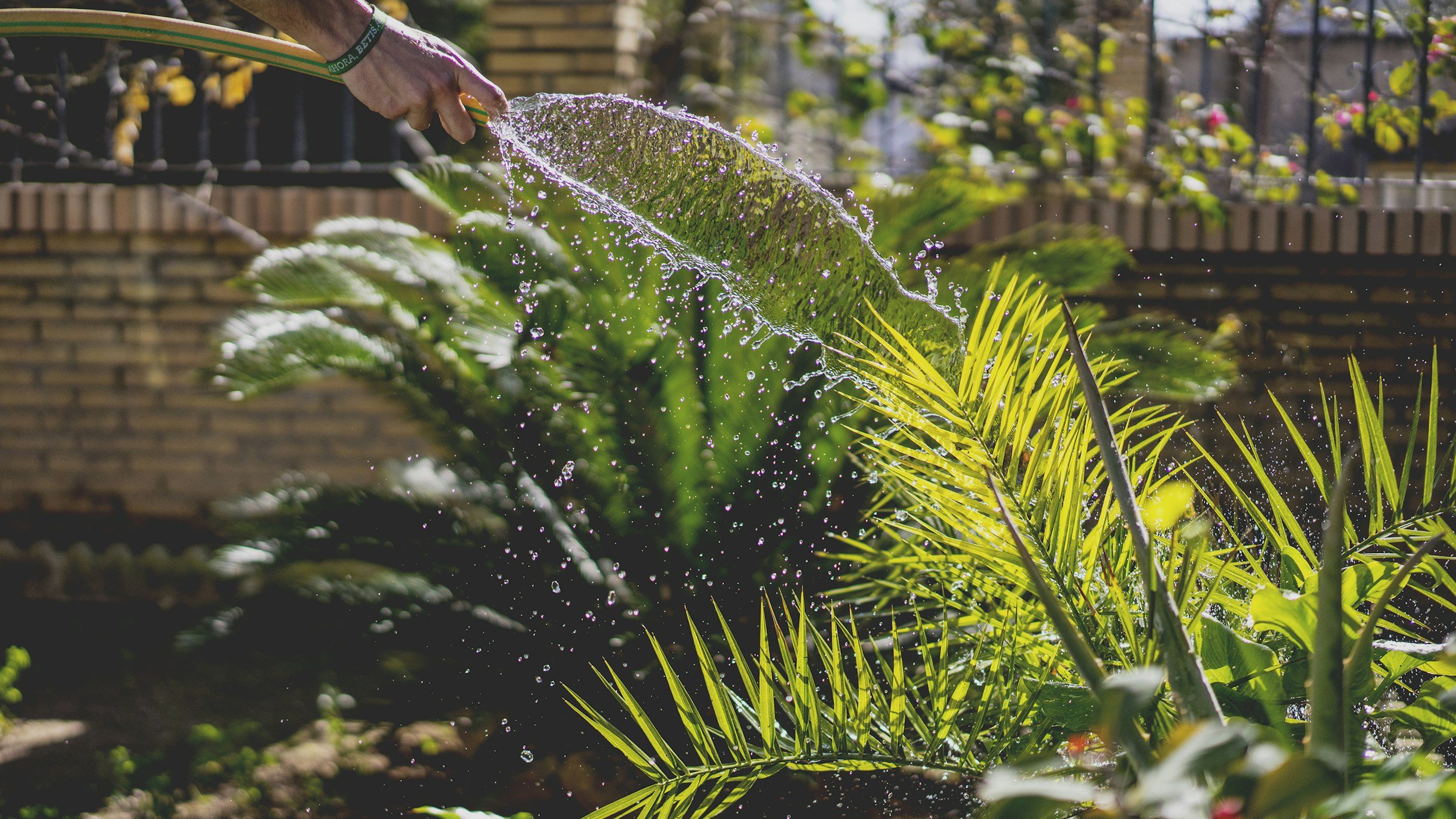 How to Create a Low-Maintenance Native Garden That Thrives Year-Round
