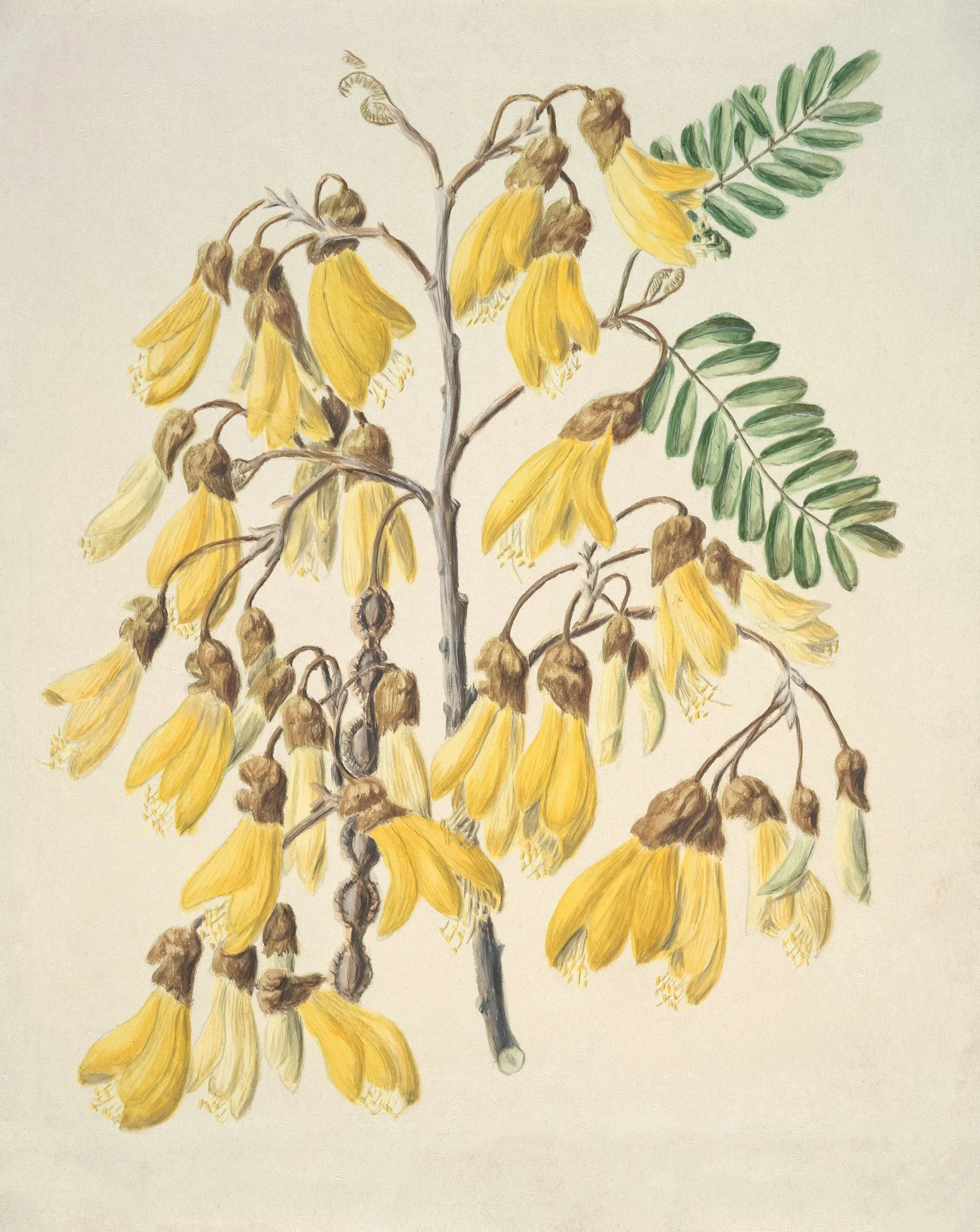 Winter Colour Champions: Natives That Shine in New Zealand’s Coldest Months