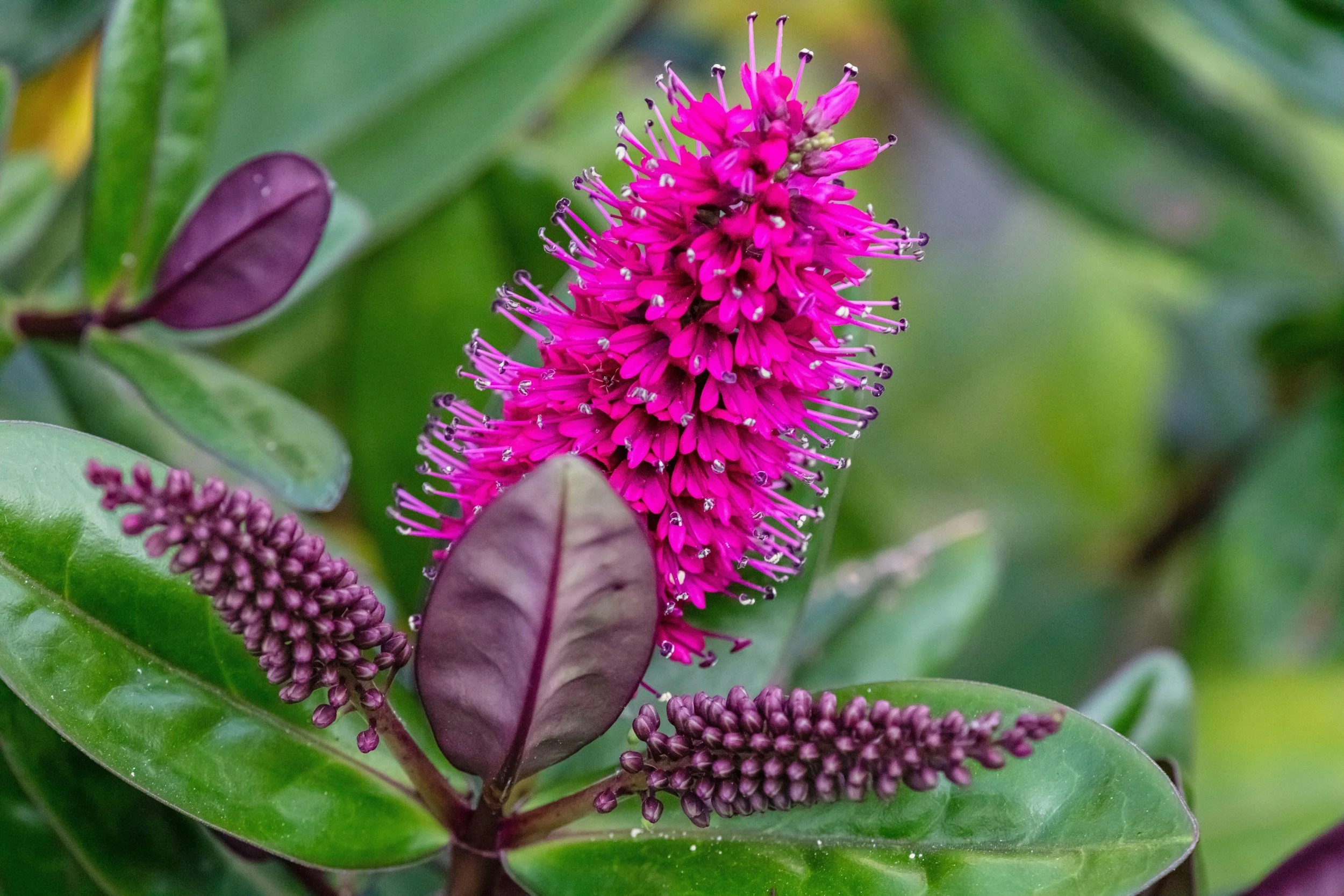 Container Gardening Success: Best Native Plants for Pots and Small Spaces