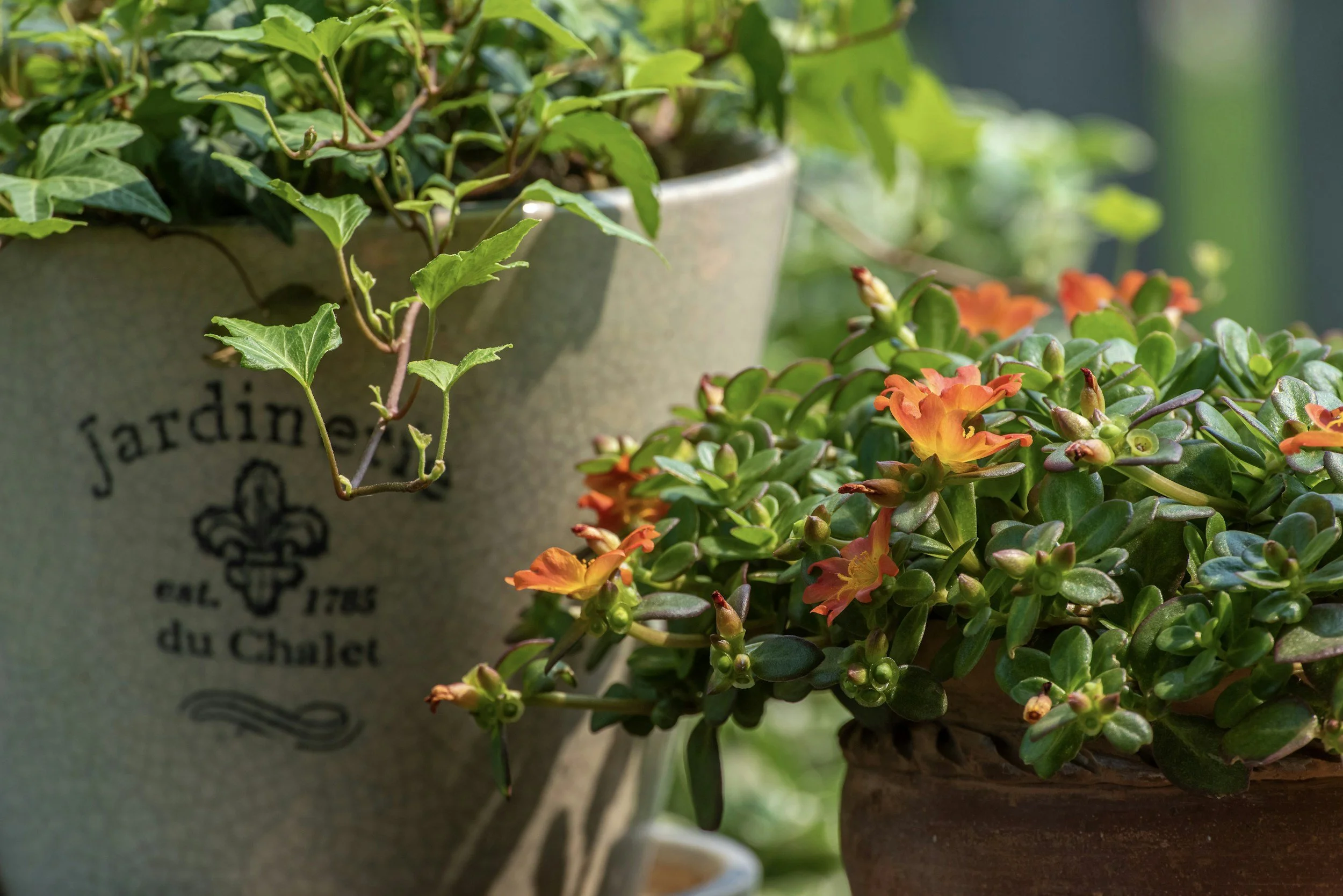 Gardening When You're Renting: Creating Beauty You Can Take With You