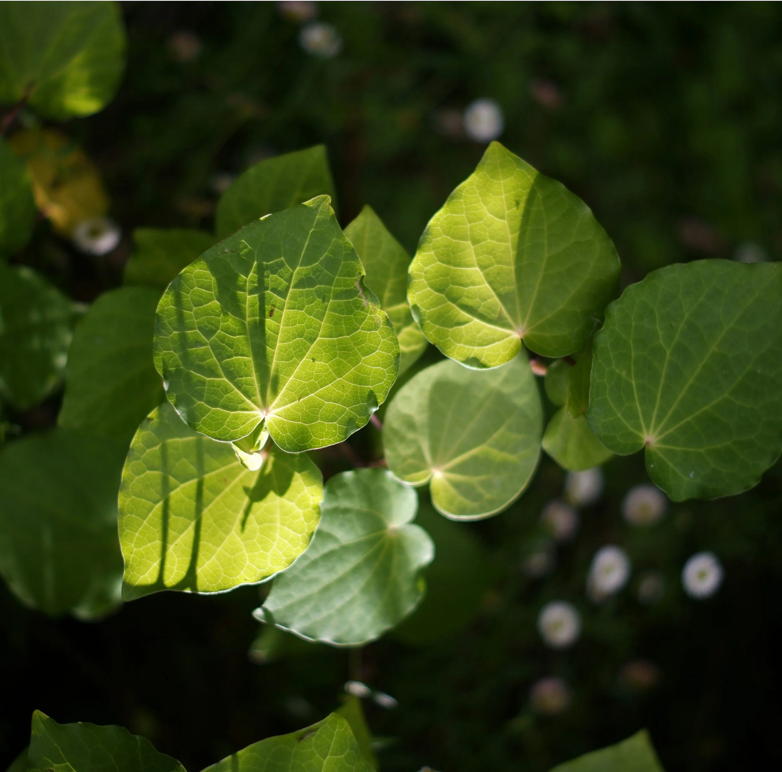 Beyond Kawakawa: Edible Native Plants for Modern New Zealand Gardens