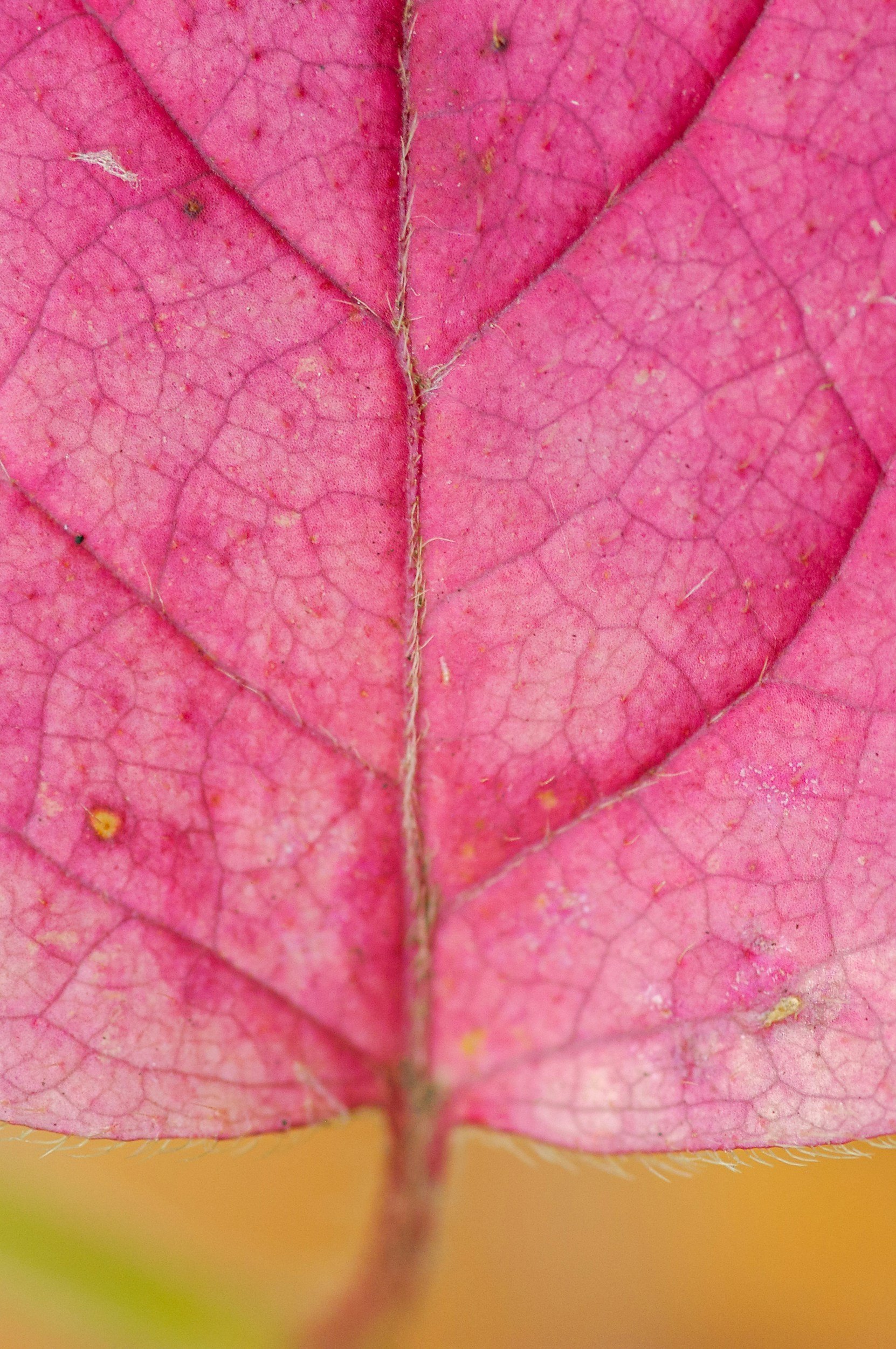 Why Autumn is New Zealand's Best Planting Season (And What to Plant Now)