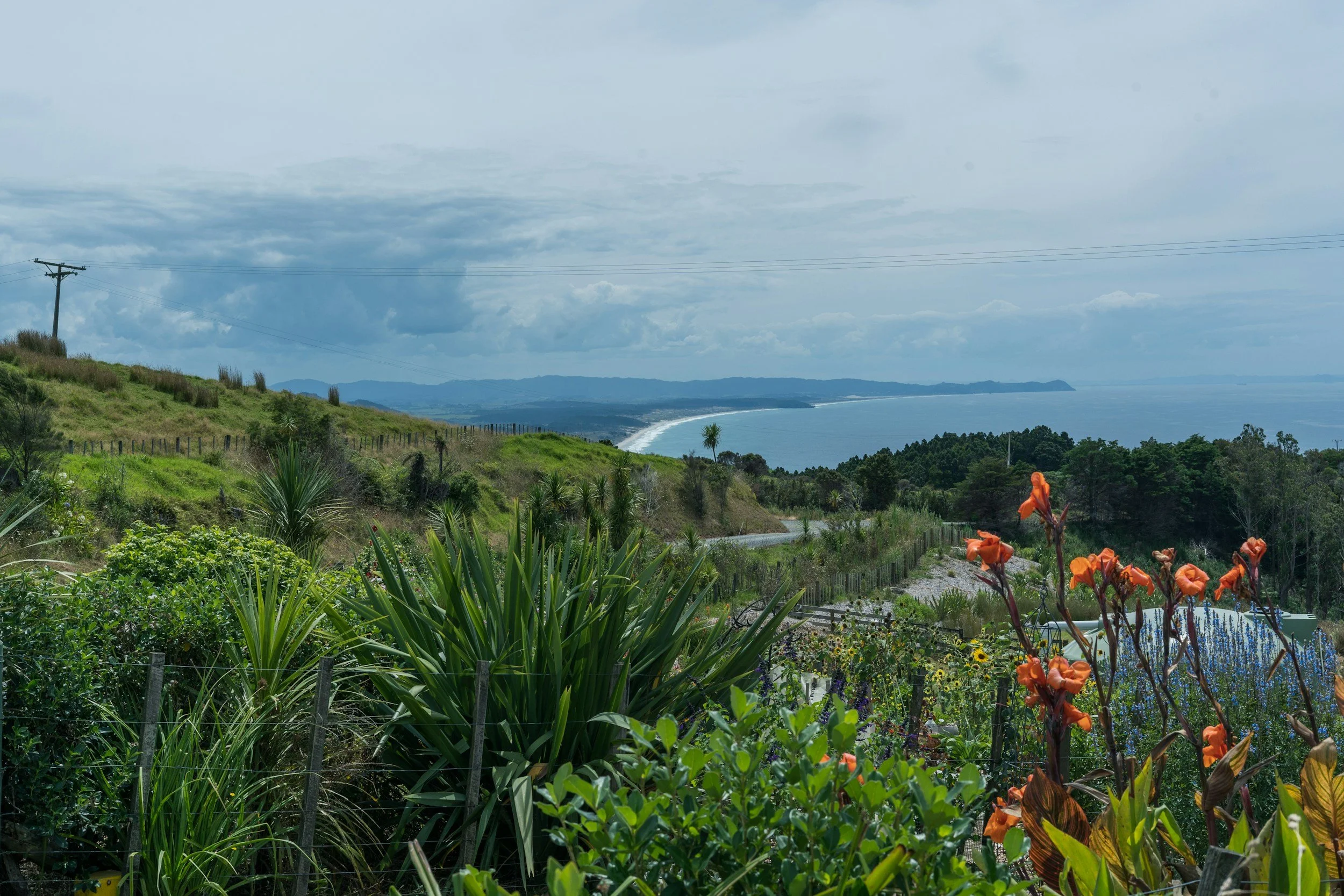 Creating a Thriving Coastal Garden: Native Plants That Love Salt and Wind