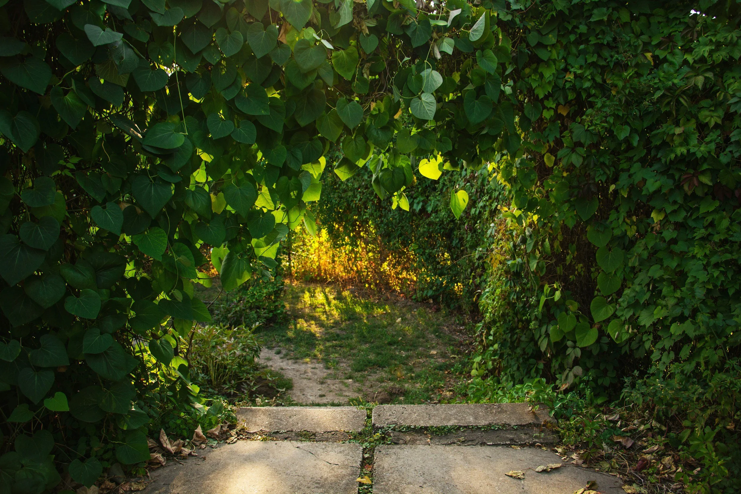 Rescuing a Neglected Native Garden: A Step-by-Step Recovery Plan