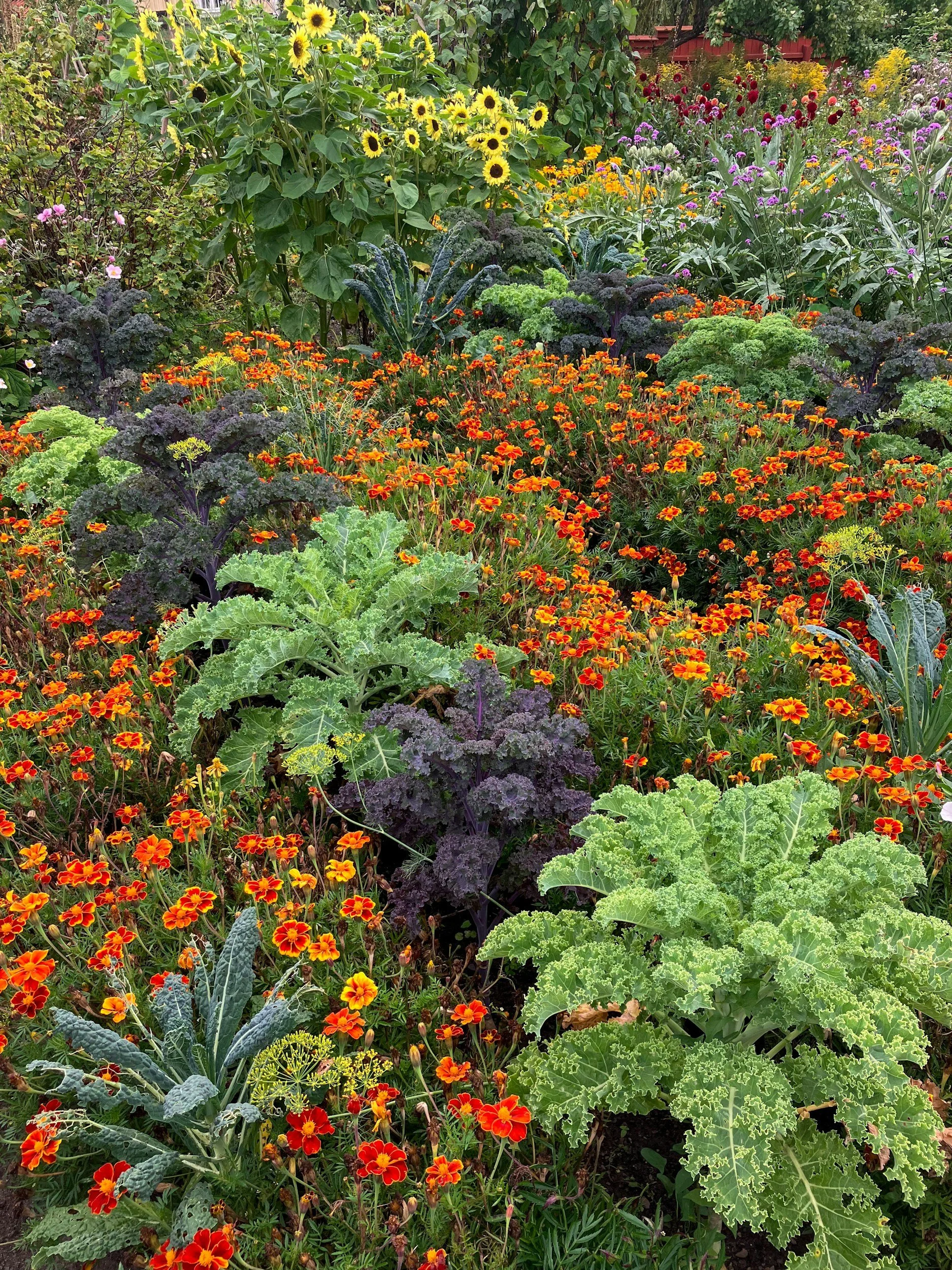 Native Plant Combinations That Actually Work: Companion Planting for New Zealand Gardens