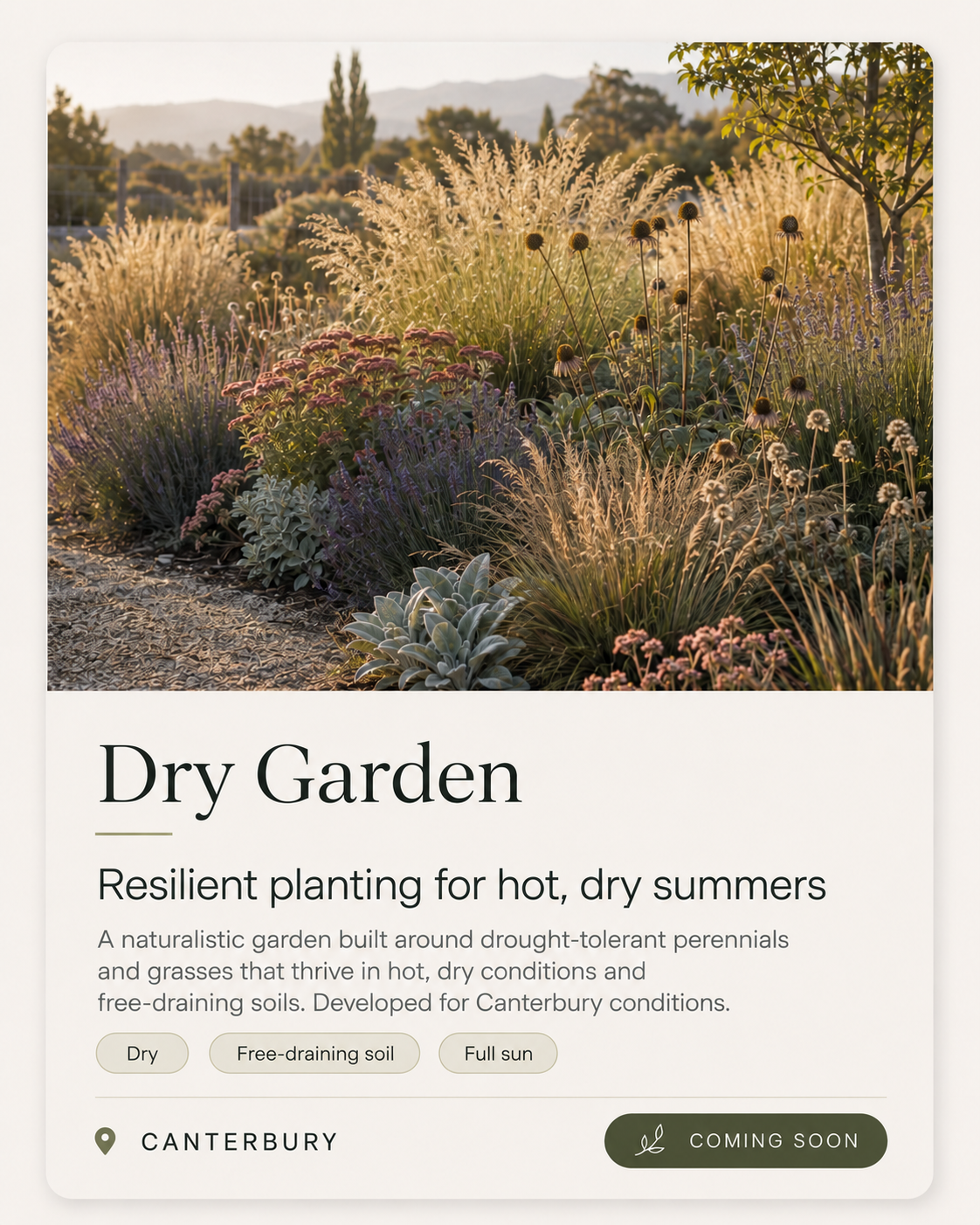 Dry Garden Planting Plan