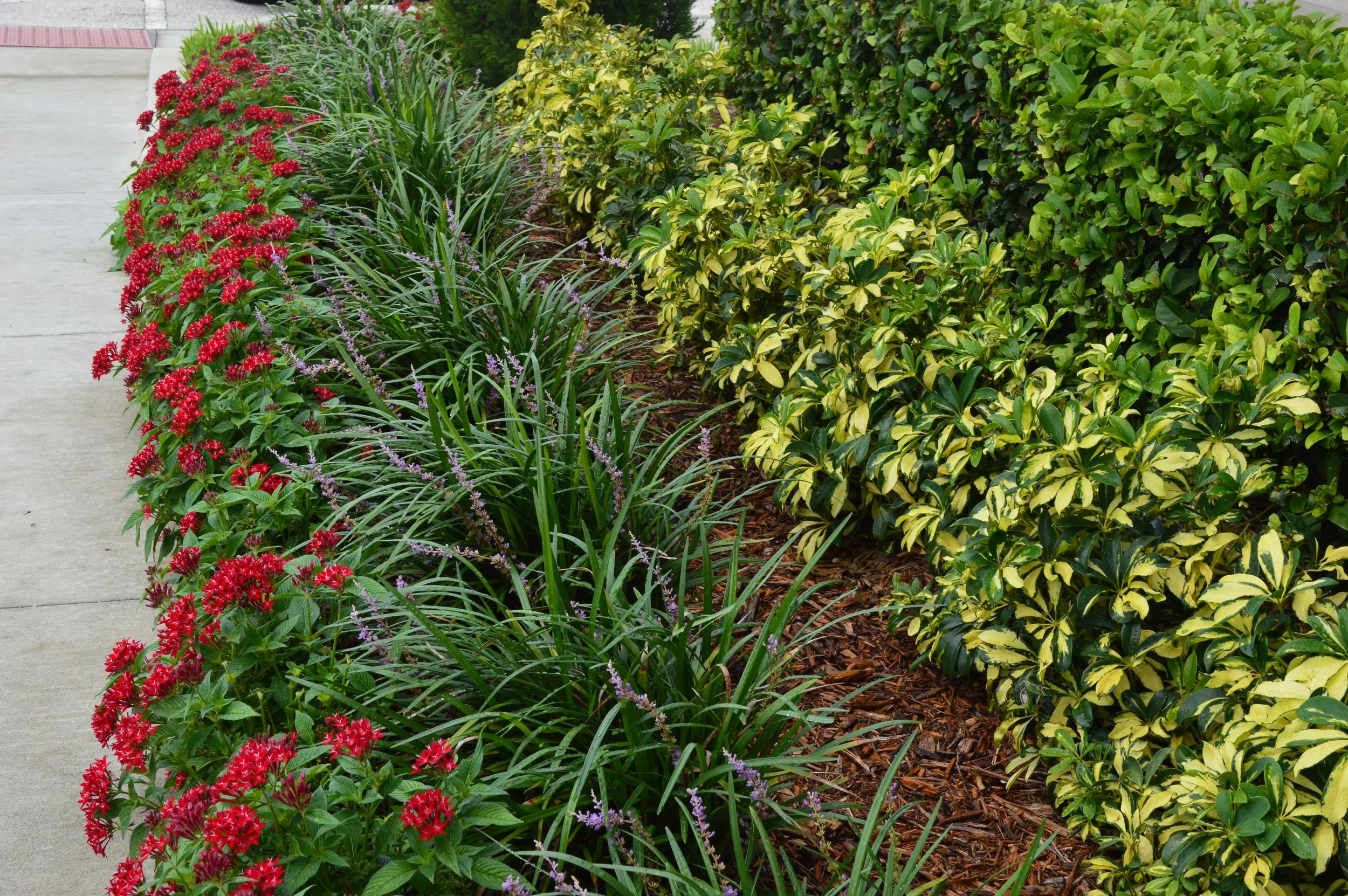 Row of flowering plants and shrubs alongside a concrete sidewalk, with red, purple, and variegated green leaves.