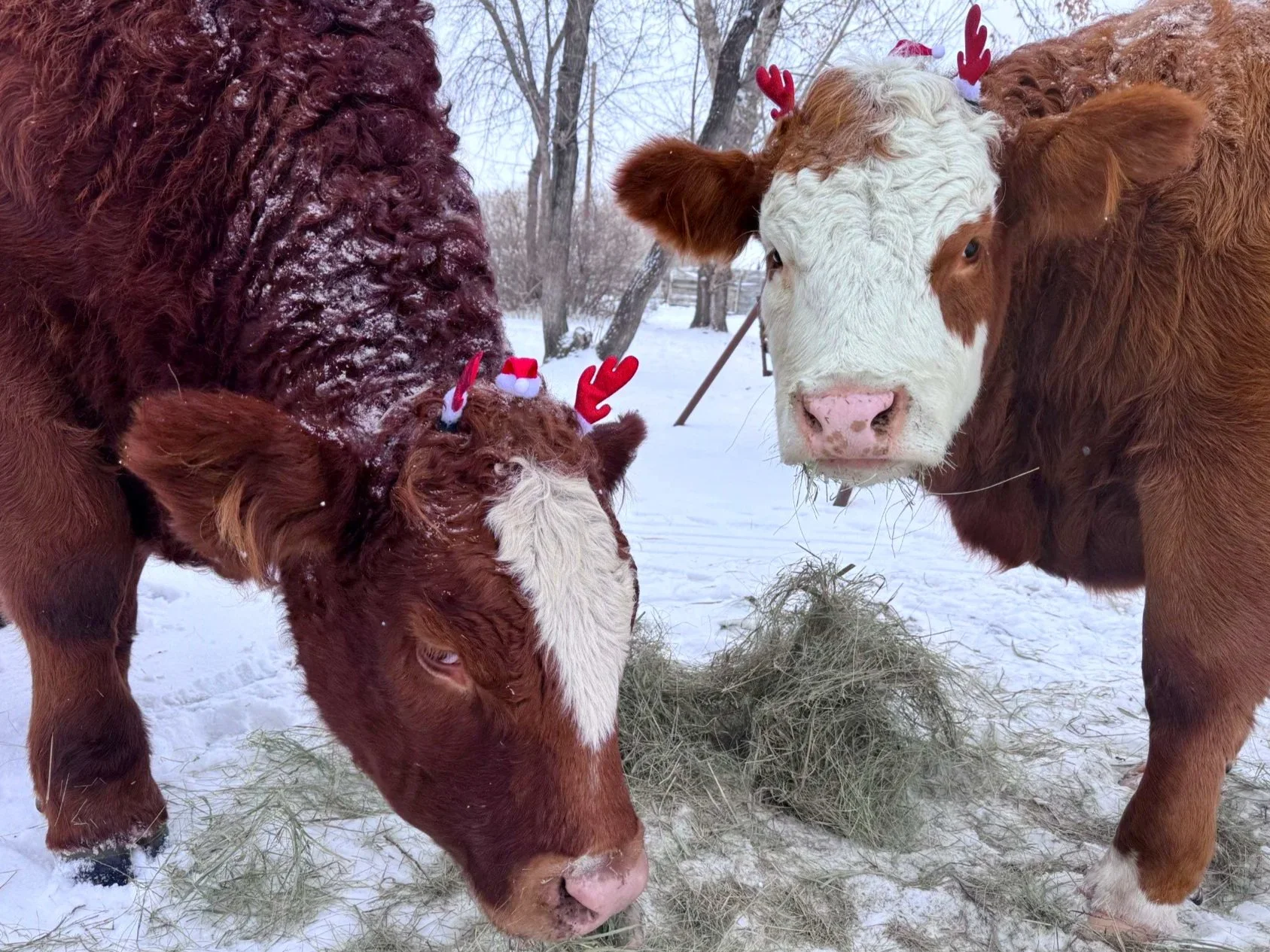 Christmas on the Farm