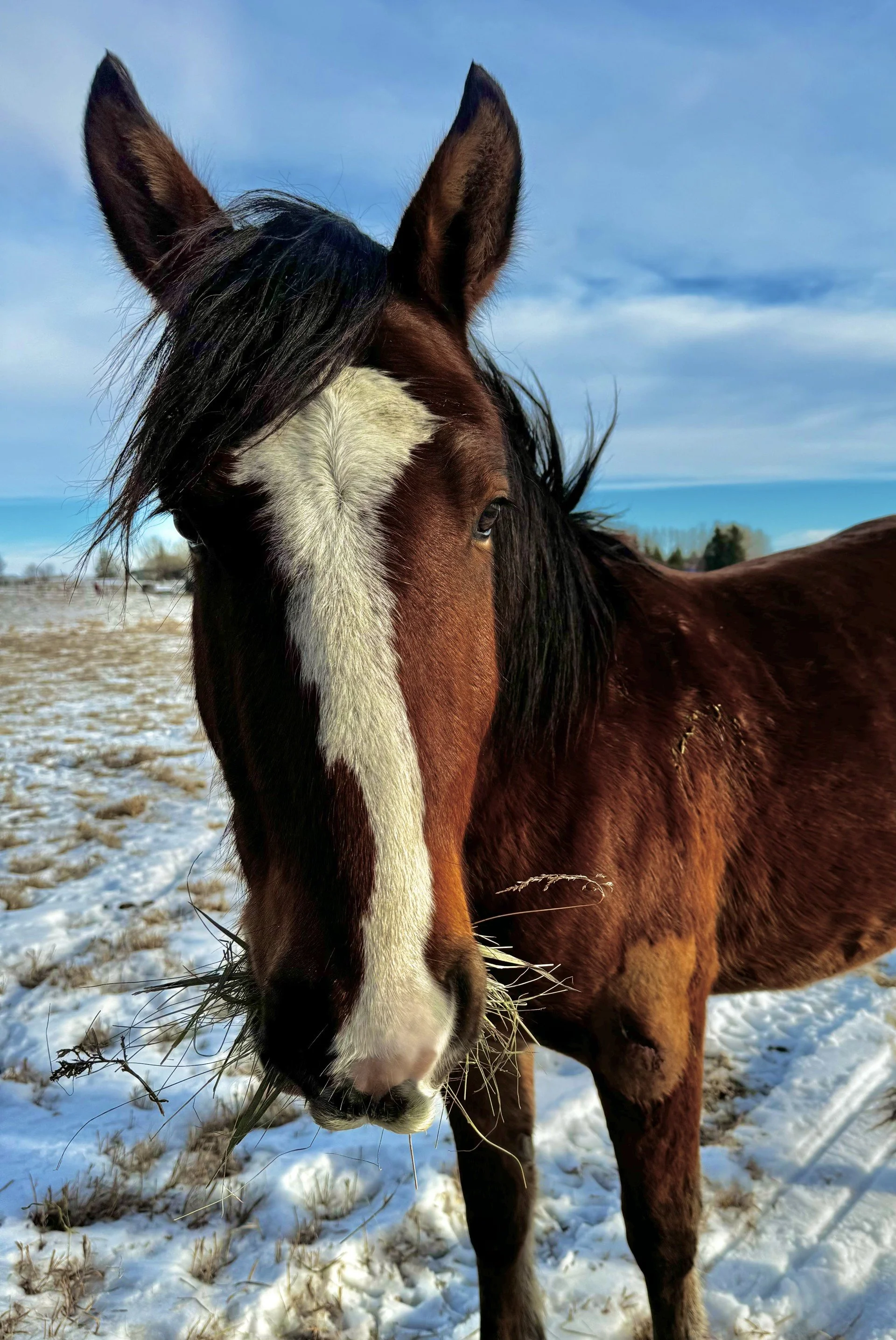 Horses are Magical… and Healing Takes Longer than You Think.