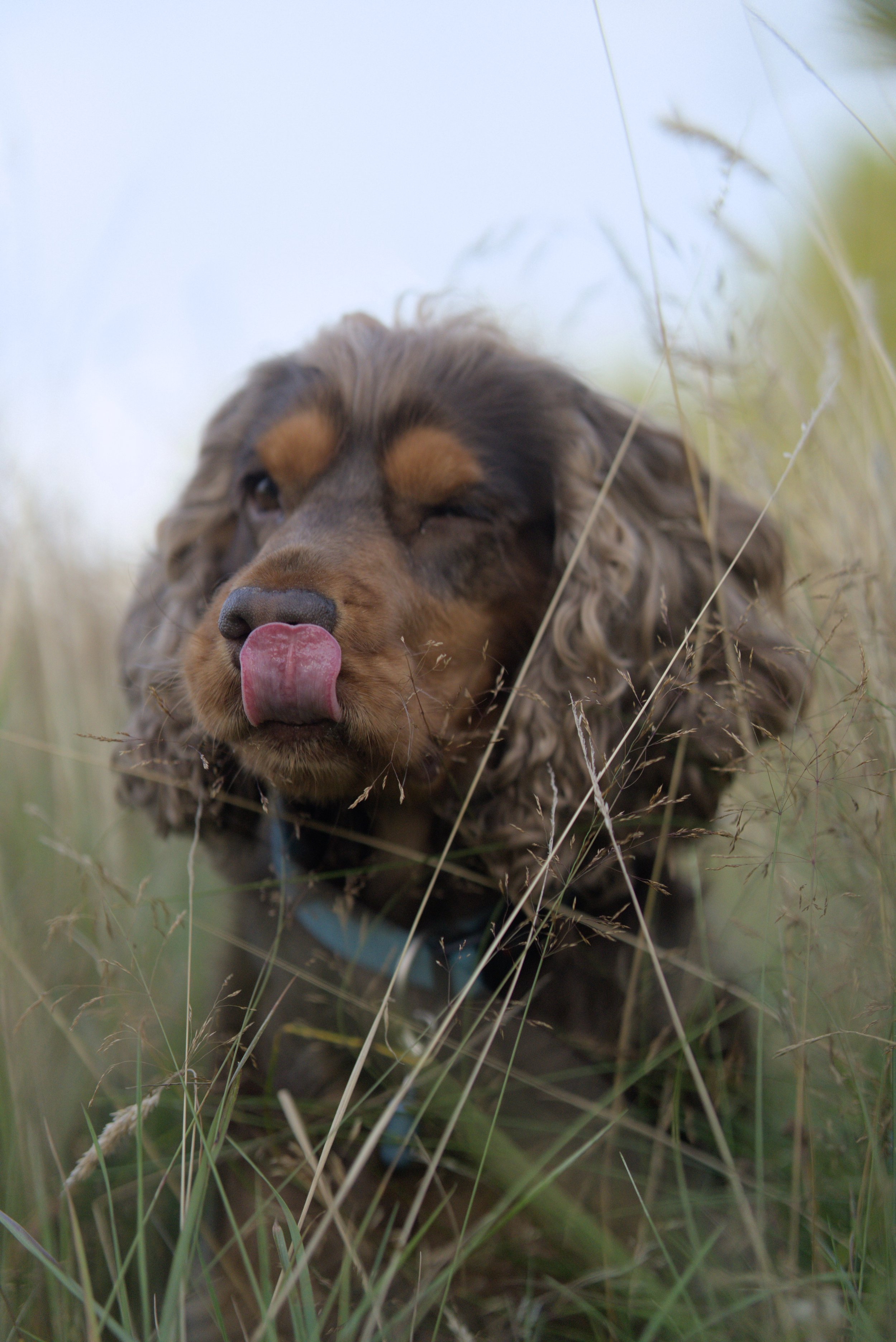 Hund mit langem, lockigem Fell und braunem Gesicht, der in hohem Gras sitzt, mit der Zunge herausstreckend.