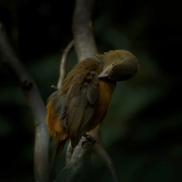 Foto eines Vogels auf einem Ast