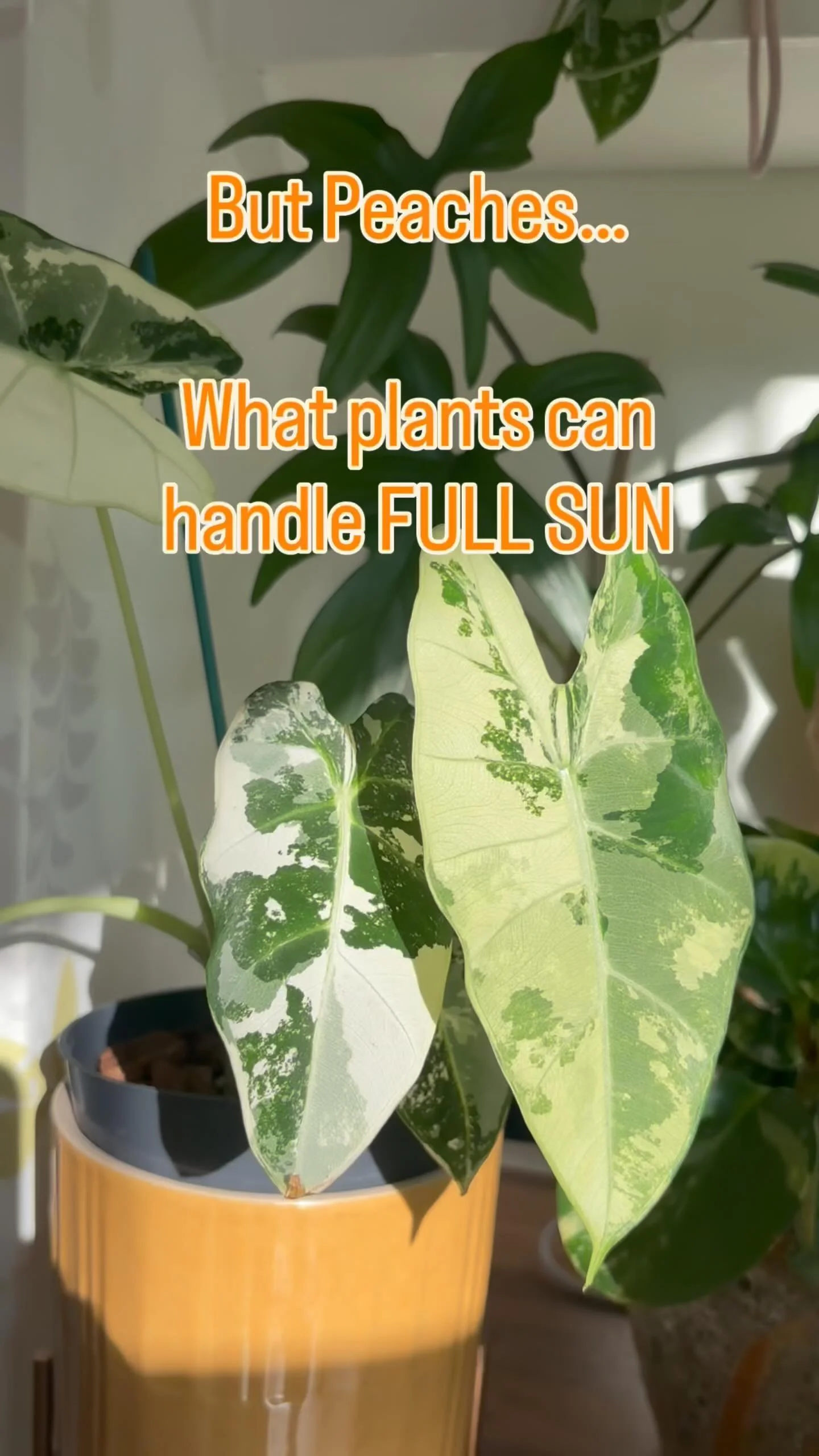 Are you looking for the perfect plant for the sunniest spot in your house?? It’s trickier than you think!
We’ve spoken a lot about plants for low level light. But what about those bright all day sunny spots that scorch all that come thei