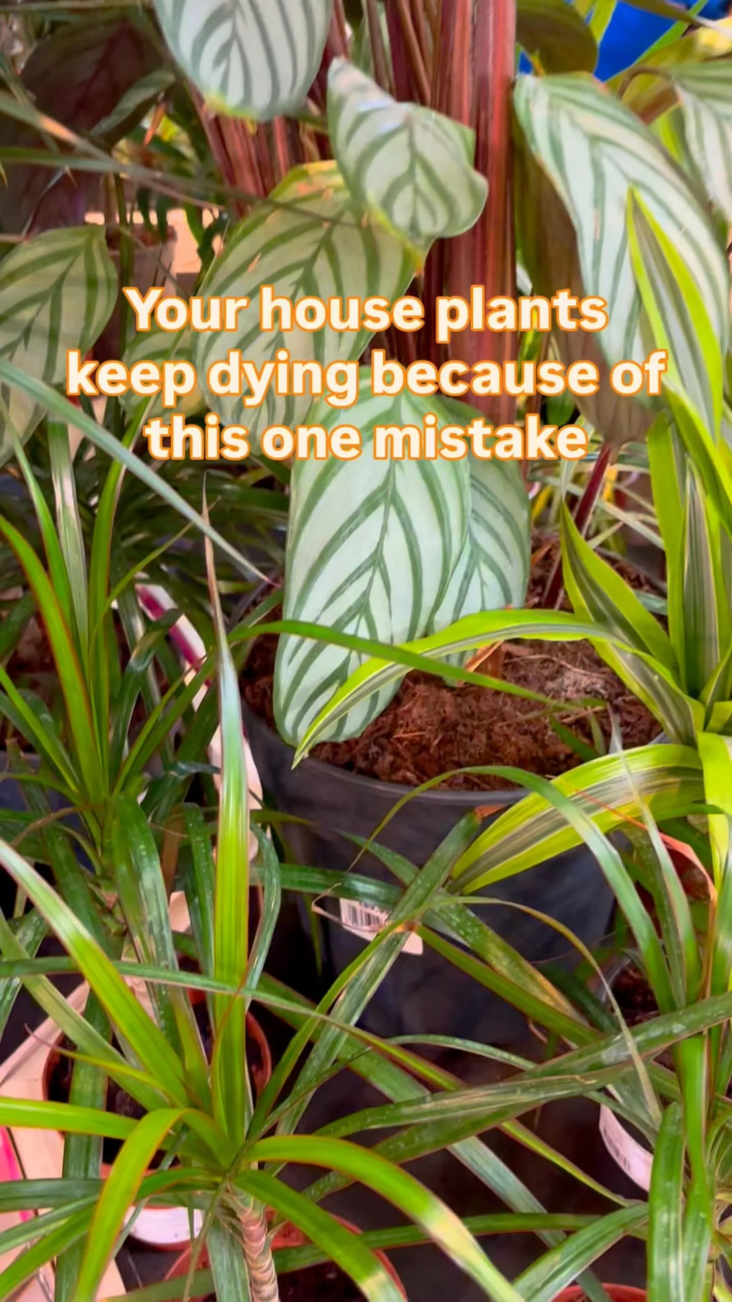Nearly every plant problem I’ve seen from friends, clients, and DMs comes down to one thing: OVERWATERING!!
It’s a plant y’all, not a fountain ⛲️😫
Too much love = soggy soil = root rot. And once that sets in, simply cutting ba