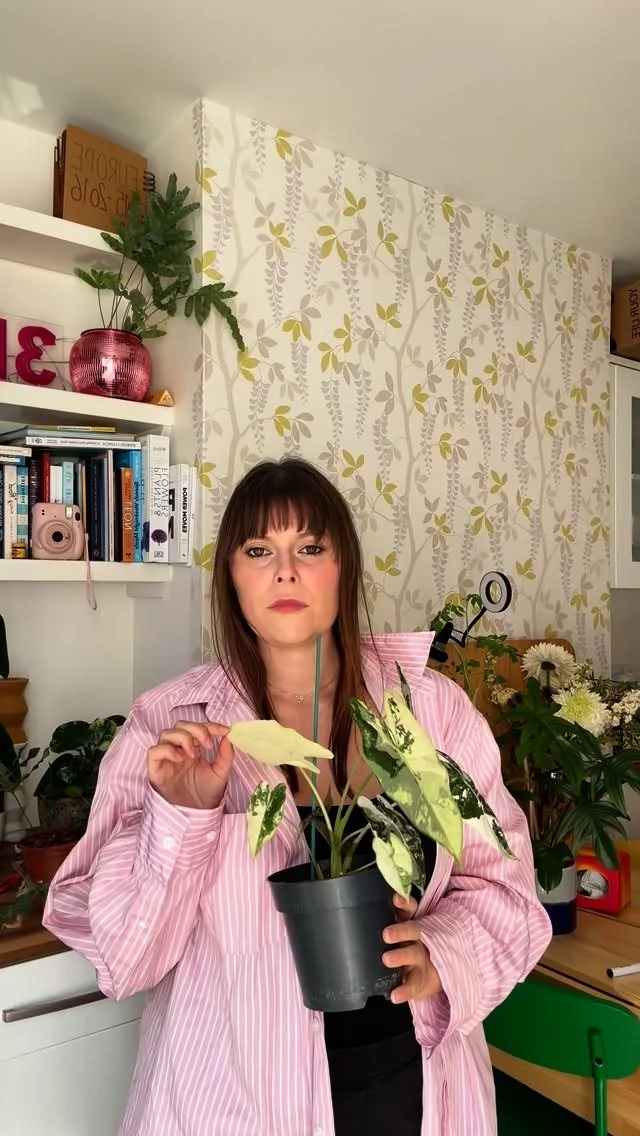 When someone says all alocasias look the same 🙄
Is there a katter soundbite that isn’t insane 🤣