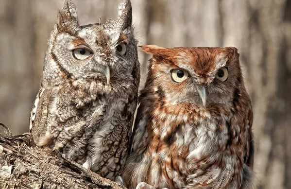 Two owls perched on a tree branch in a forest background.