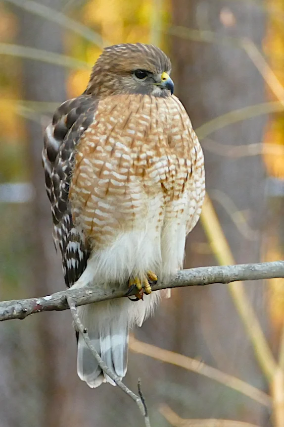 A hawk perched on a tree branch in a natural outdoor setting.