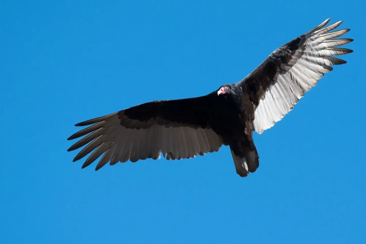 A vulture flying in a clear blue sky with its wings spread wide.