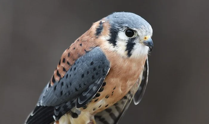 Close-up of an American Kestrel perched, showing its colorful feathers and sharp eyes.