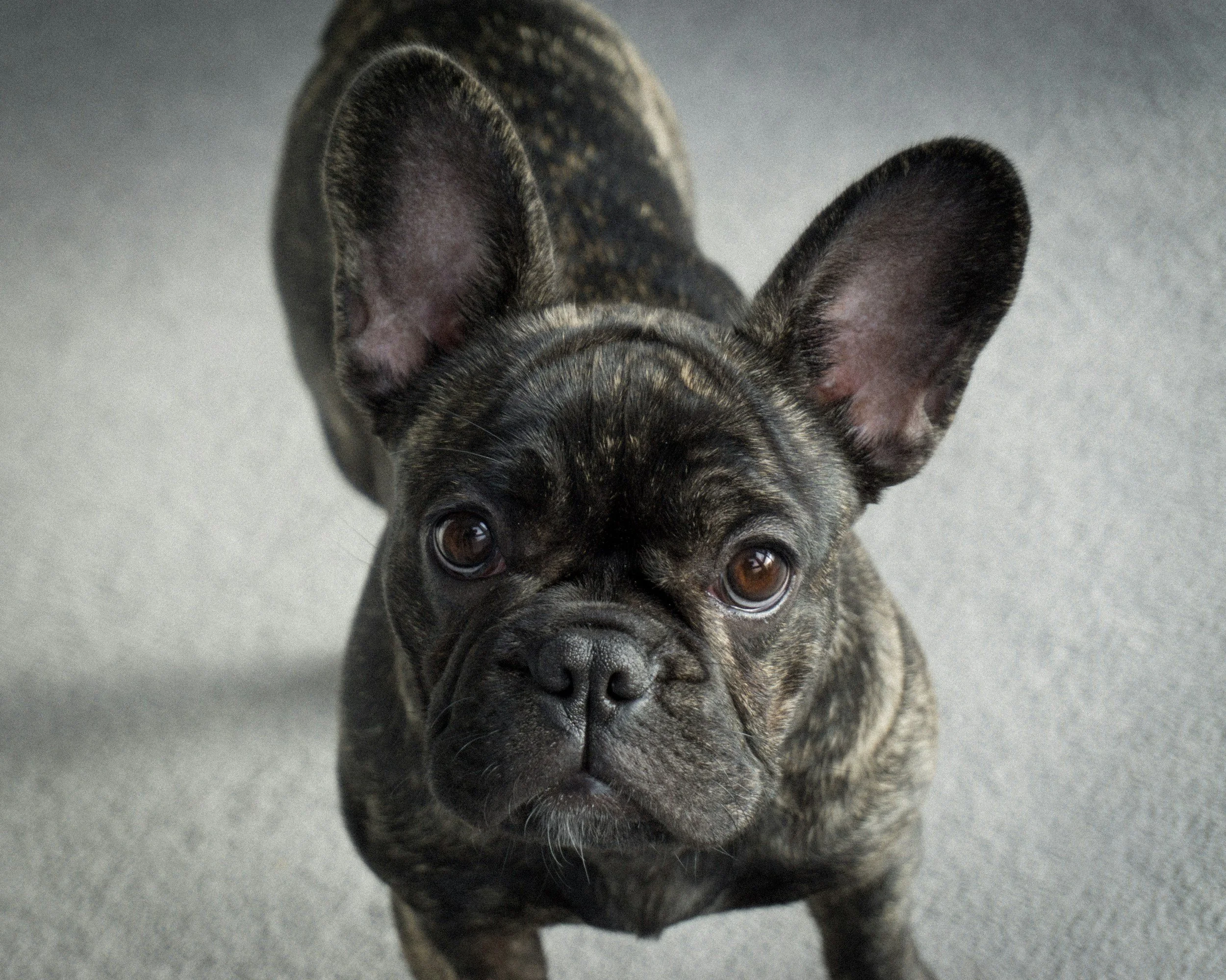 Yoga with Puppies, Stamford