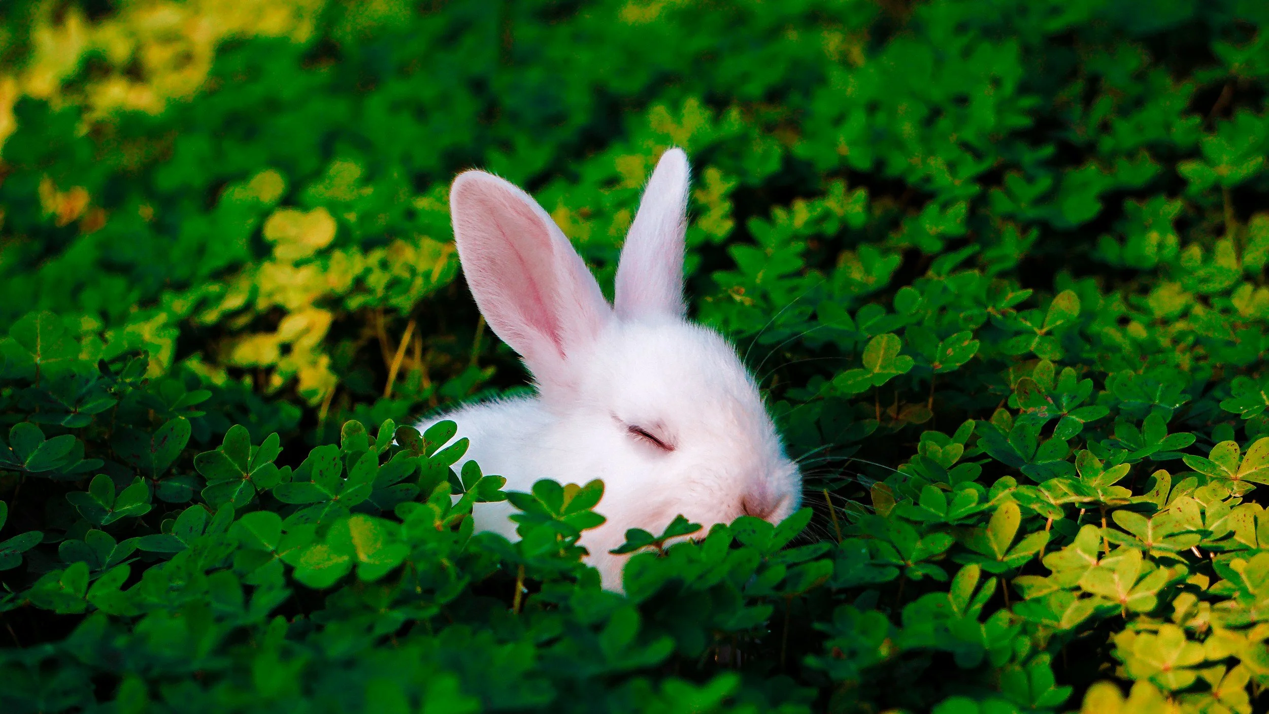 bunny yoga 