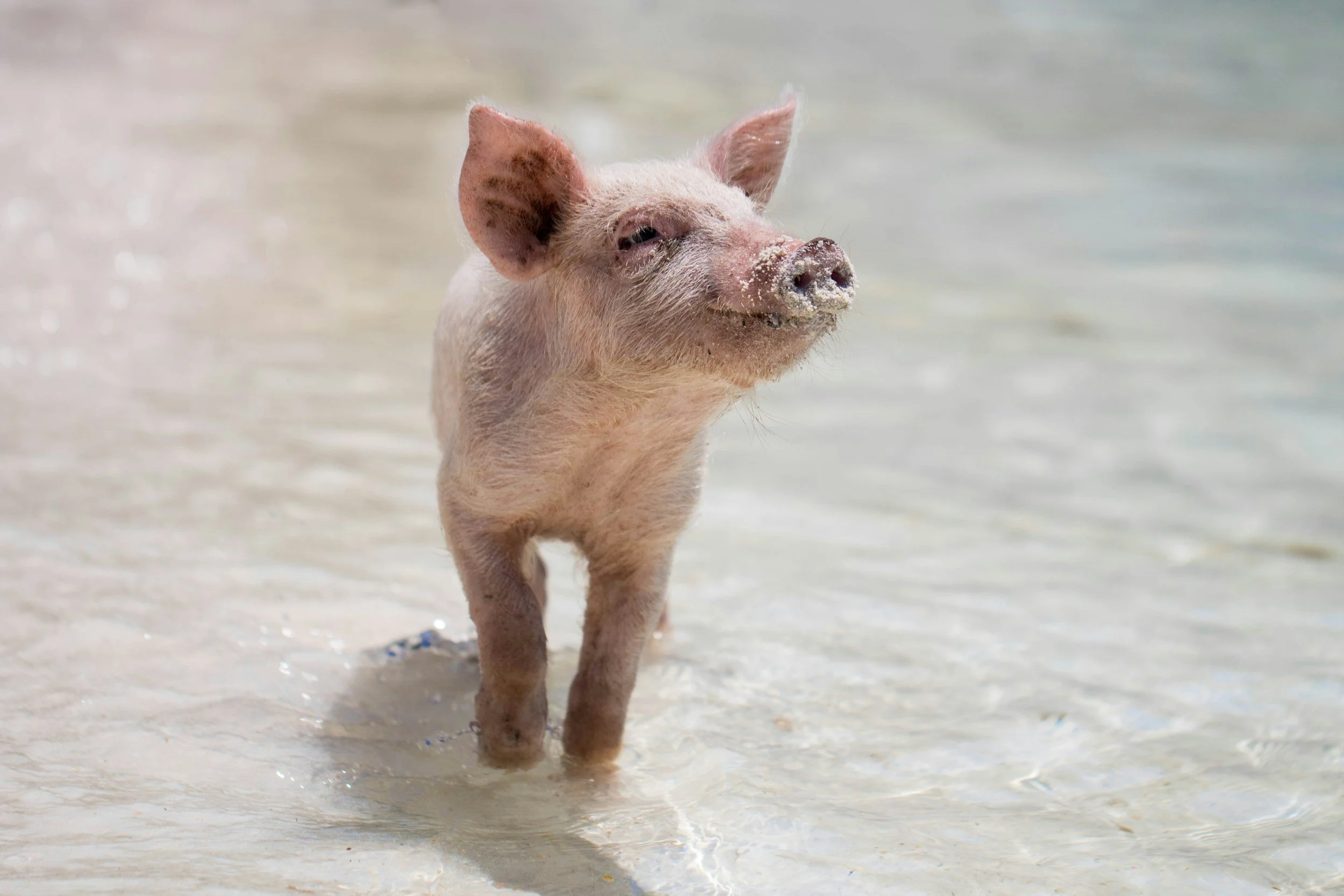 Yoga with Pigs