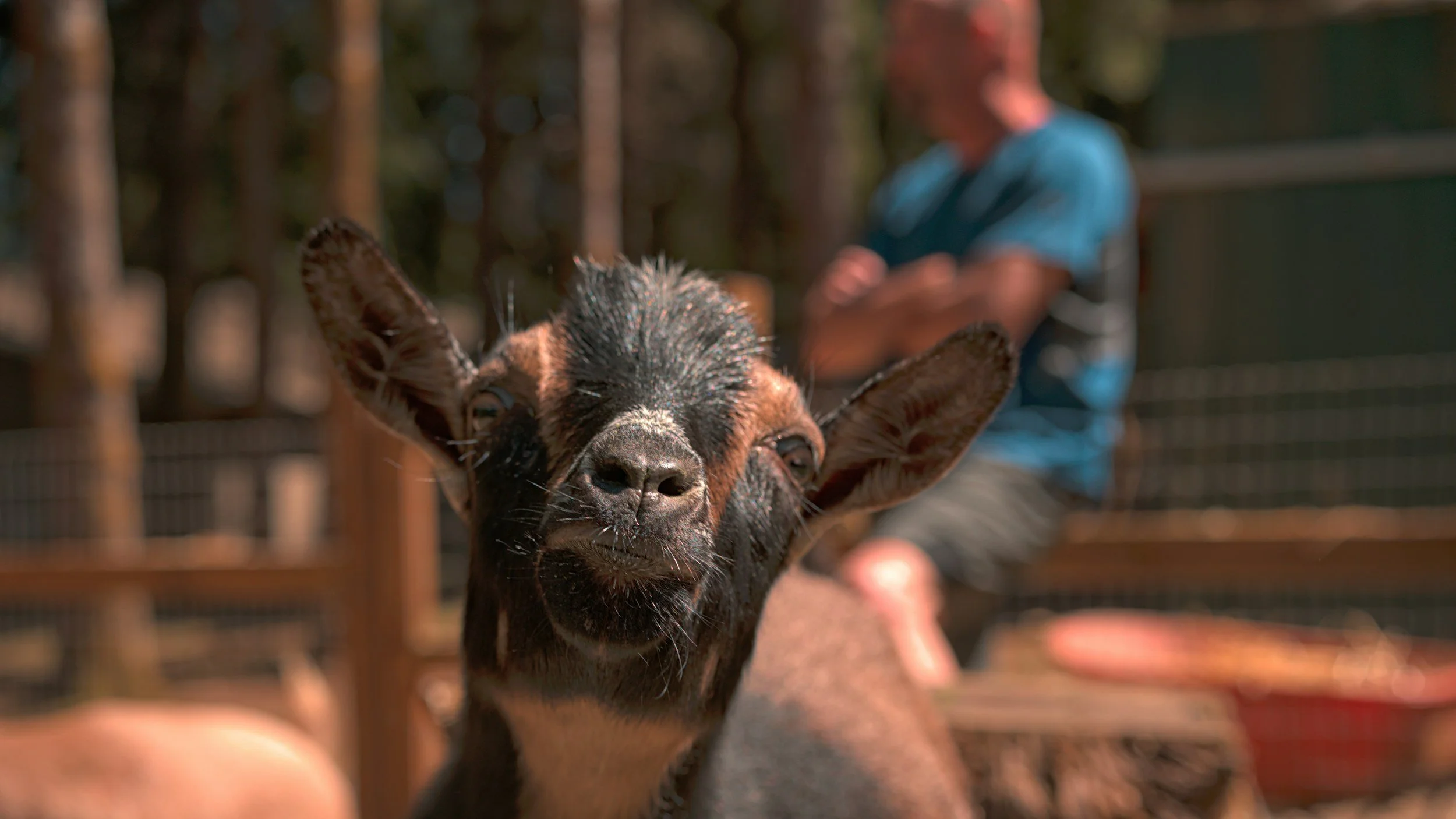 Goat Yoga