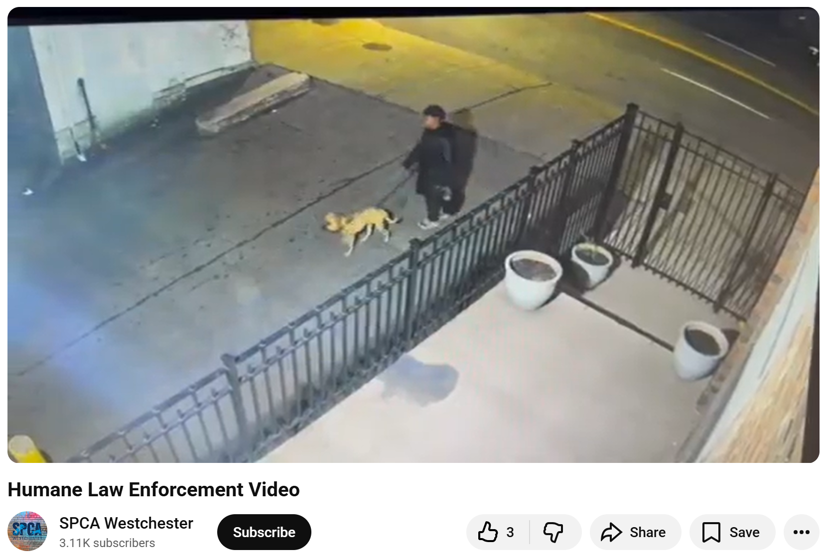 Yonkers Woman Charged After Injured Dog Found Near Cemetery