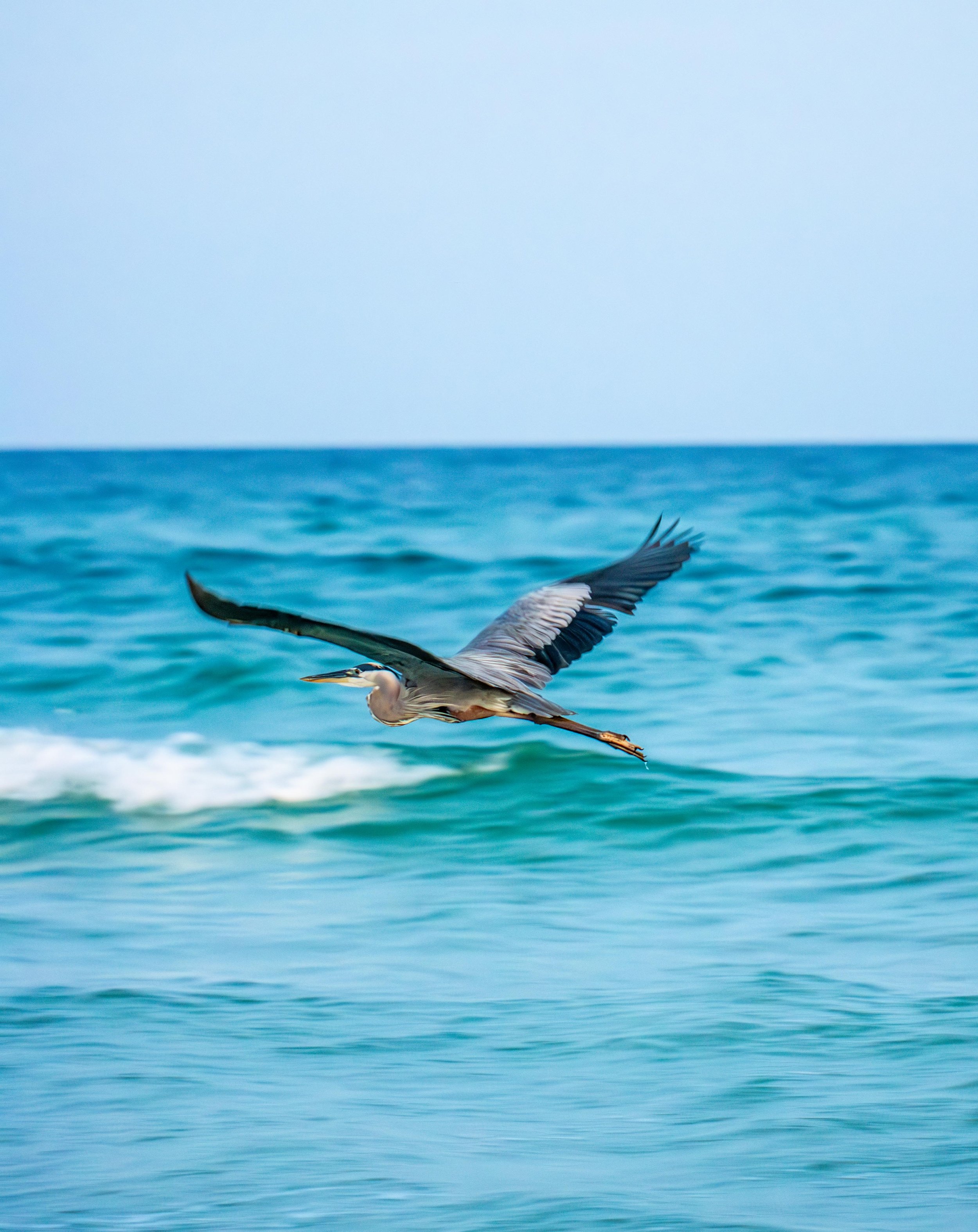 A heron flying over the ocean waves.