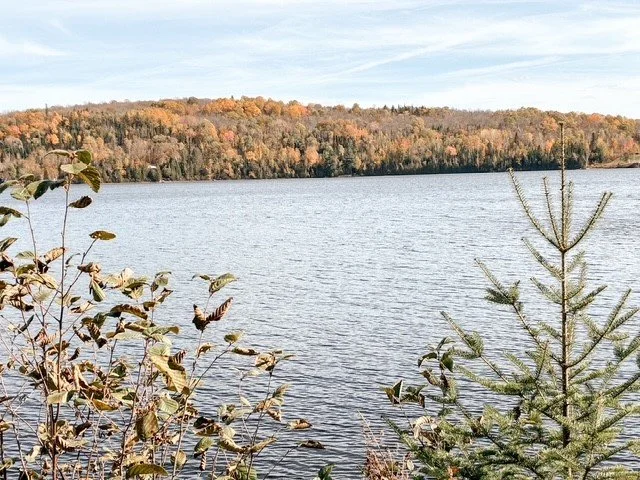 View of a lake with trees on the distant shoreline, some with autumn colors, and a partly cloudy sky. In the foreground, there are small trees and shrubs.