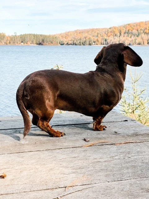 A black dachshund standing on a wooden dock overlooking a lake with autumn-colored trees in the background.