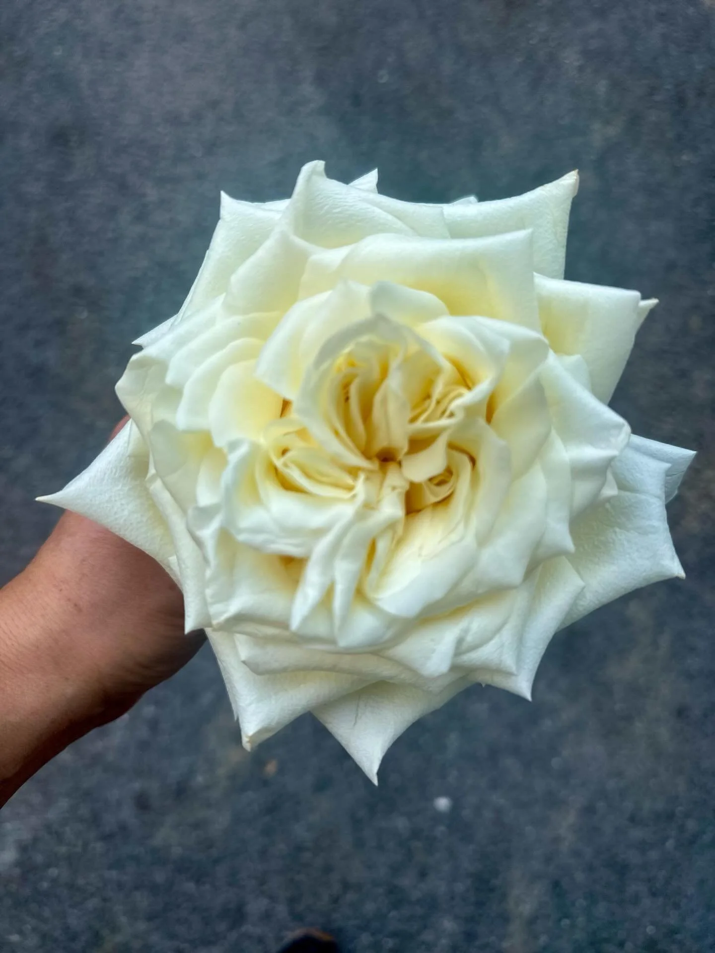 I love a fully bloomed rose. It holds itself tightly at first, guarded, almost unsure&hellip; and then slowly, day by day, it lets go. Petal by petal, it opens&mdash;not perfectly, not symmetrically, not without marks&mdash;but fully, honestly, witho