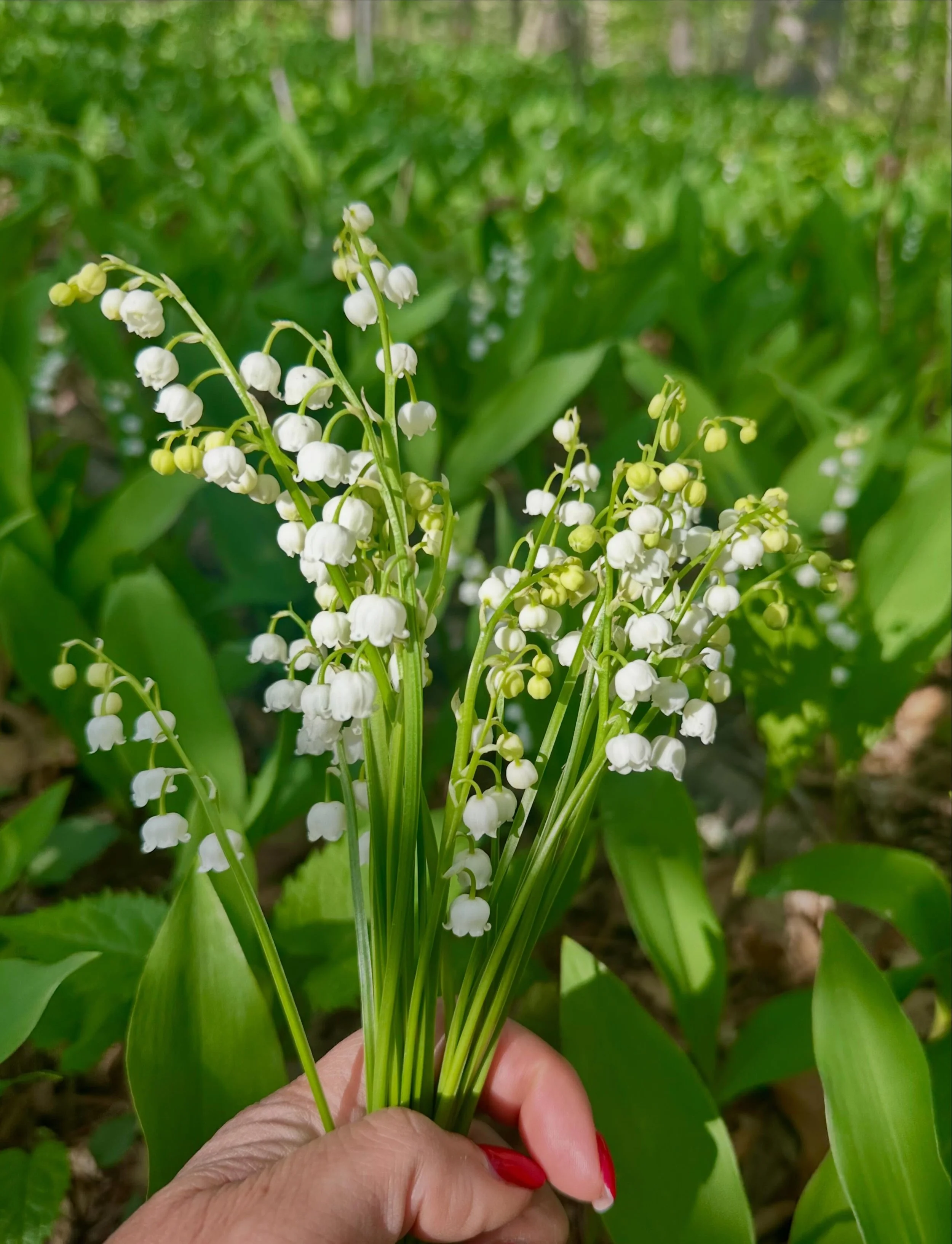 Lily of the Valley to me is fragile beyond words. Tiny bells hanging from impossibly thin stems&hellip; so delicate you wonder how something so small can survive the unpredictability of spring.
And yet, every year, they return wild in my woods. 

I l