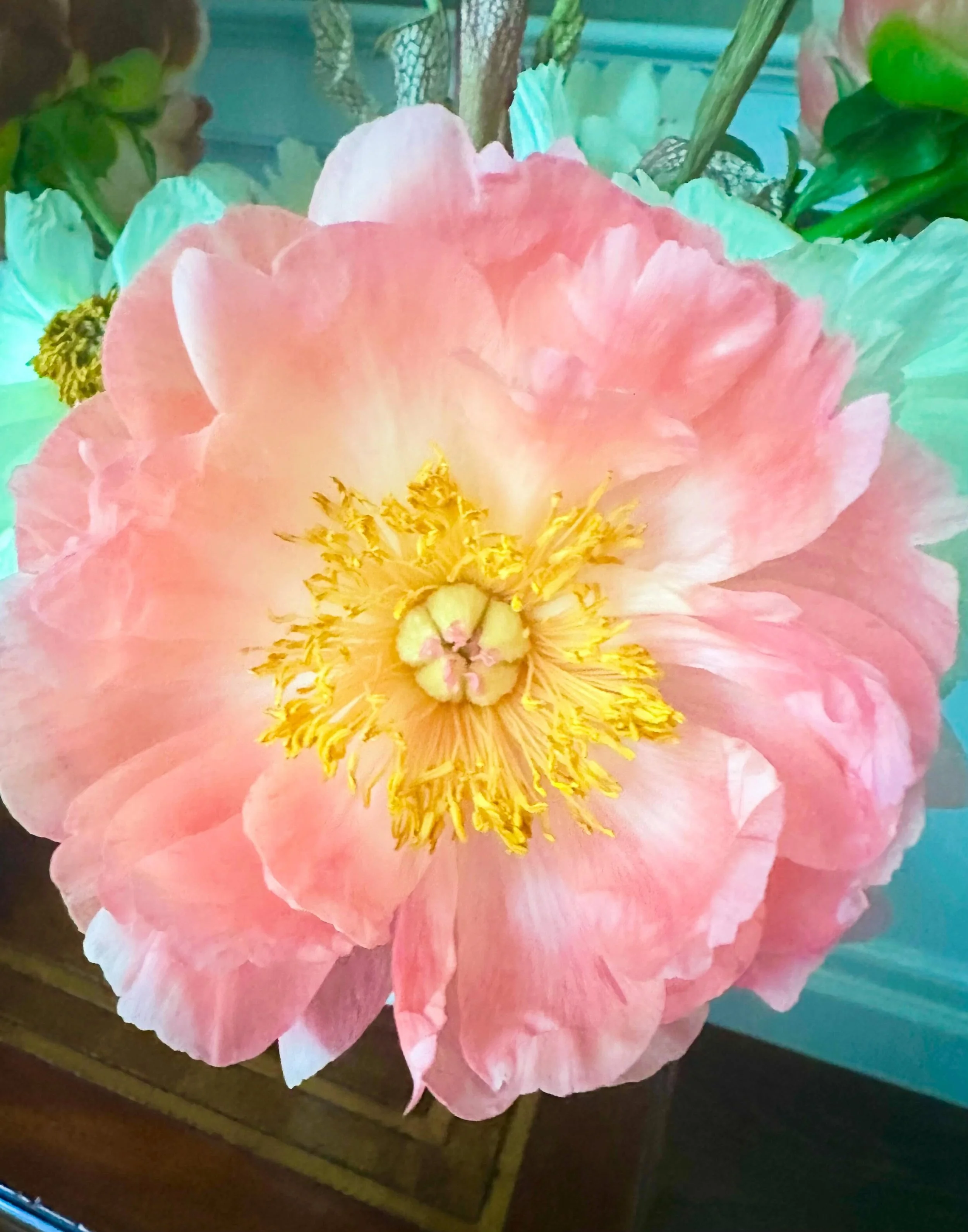 Never ever tired of observing and admiring peonies in all of their glory.  The way they unfold feels almost unreal &mdash; soft, layered, delicate, yet impossibly full of life. One day they are tightly guarded, and the next they open completely, as i