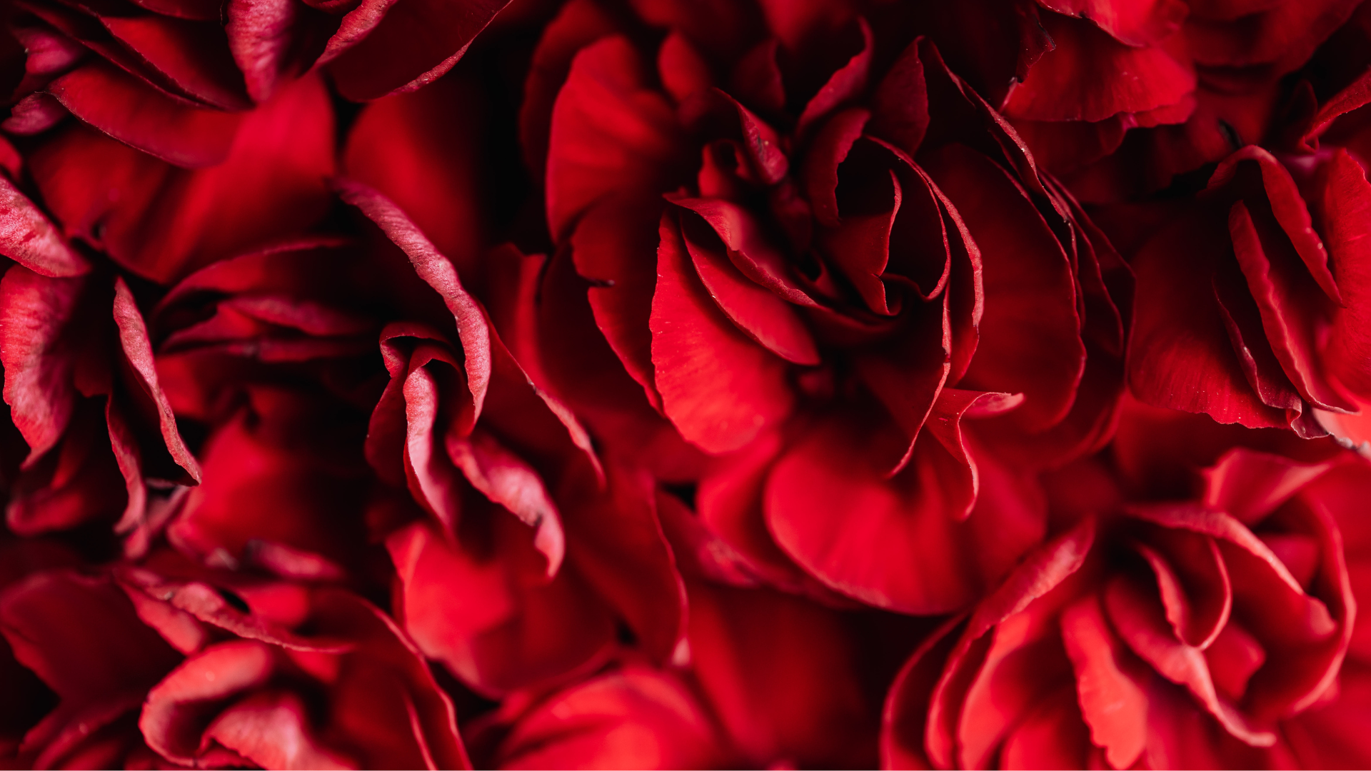 Roses blooming in pleasure and aliveness. Healing