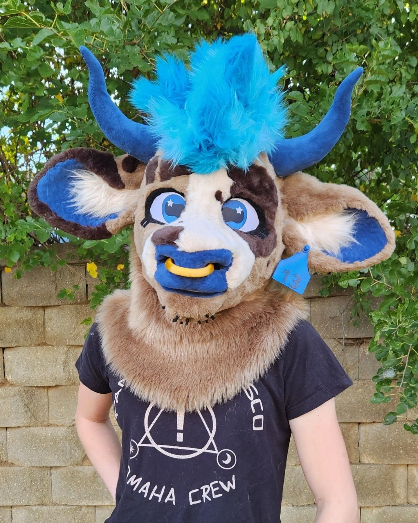 This sweet Jersey bull is ready to go home! He's got an ear tag, nose ring, eyelids, stubble, twist-on horns and an updated luxurious neck lining!