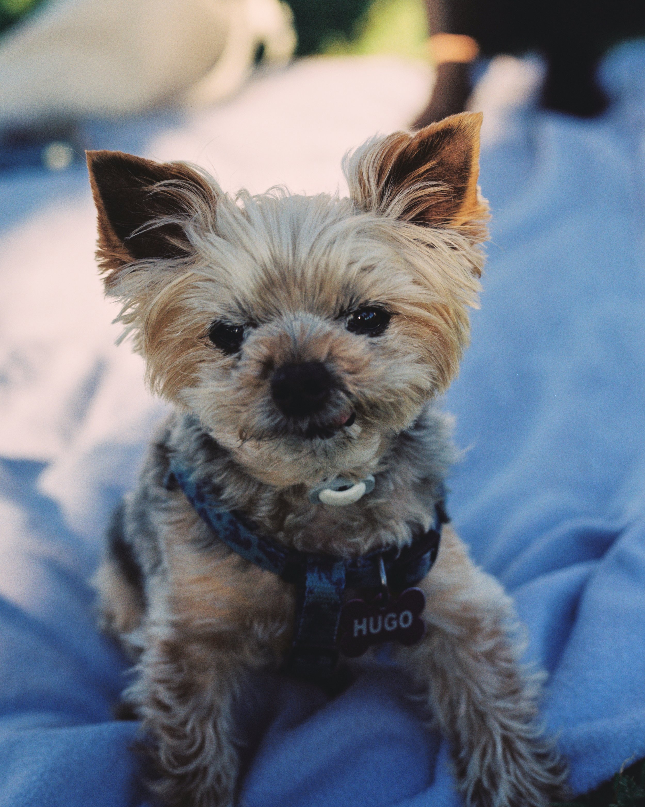 HUGO 4.jpg